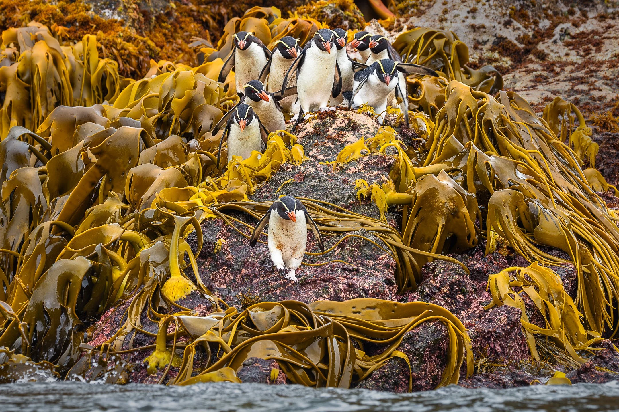 A single Snares Crested Penguin with a yellow crest walking through dense golden bull kelp on dark wet rocks walking towards the water, with a group of fellow penguins standing behind and above him.
