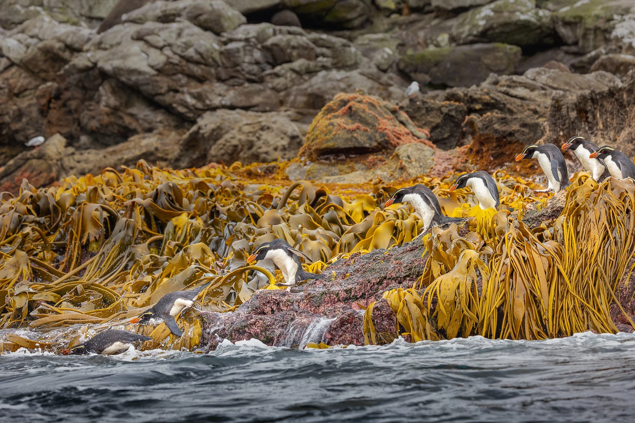 A line of Snares Crested Penguins moving in single file along a narrow horizontal rock ledge above the ocean, with dark rock faces above and below them and ocean water visible at the bottom of the frame.
