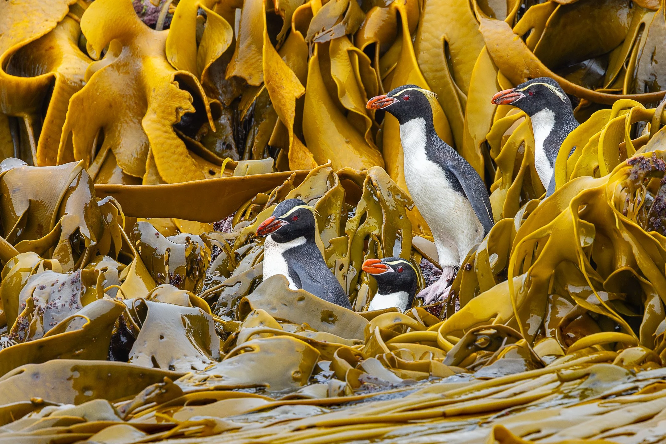 Four Snares Crested Penguins at the water's edge among dense golden bull kelp, with one or more birds partially submerged in the dark water between the kelp fronds and rocks.