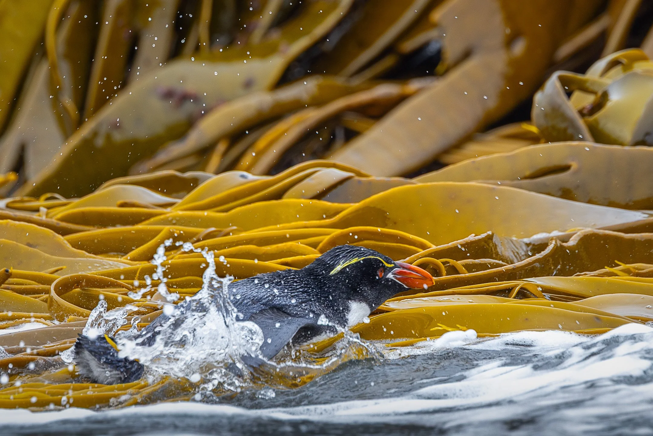A Snares Crested Penguin swimming through golden bull kelp.