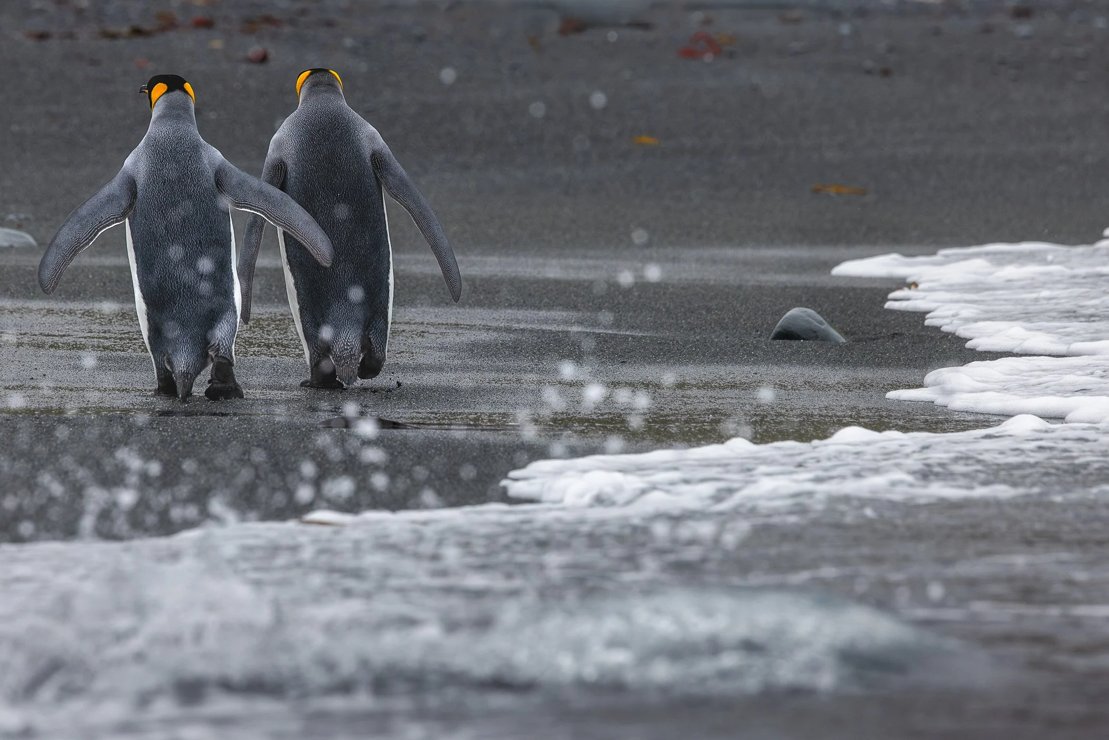 Two King Penguins walking along a shoreline of dark volcanic sand and shallow surf wash, their grey backs and white fronts visible against the wet sand, with the ocean and low coastline in the background.