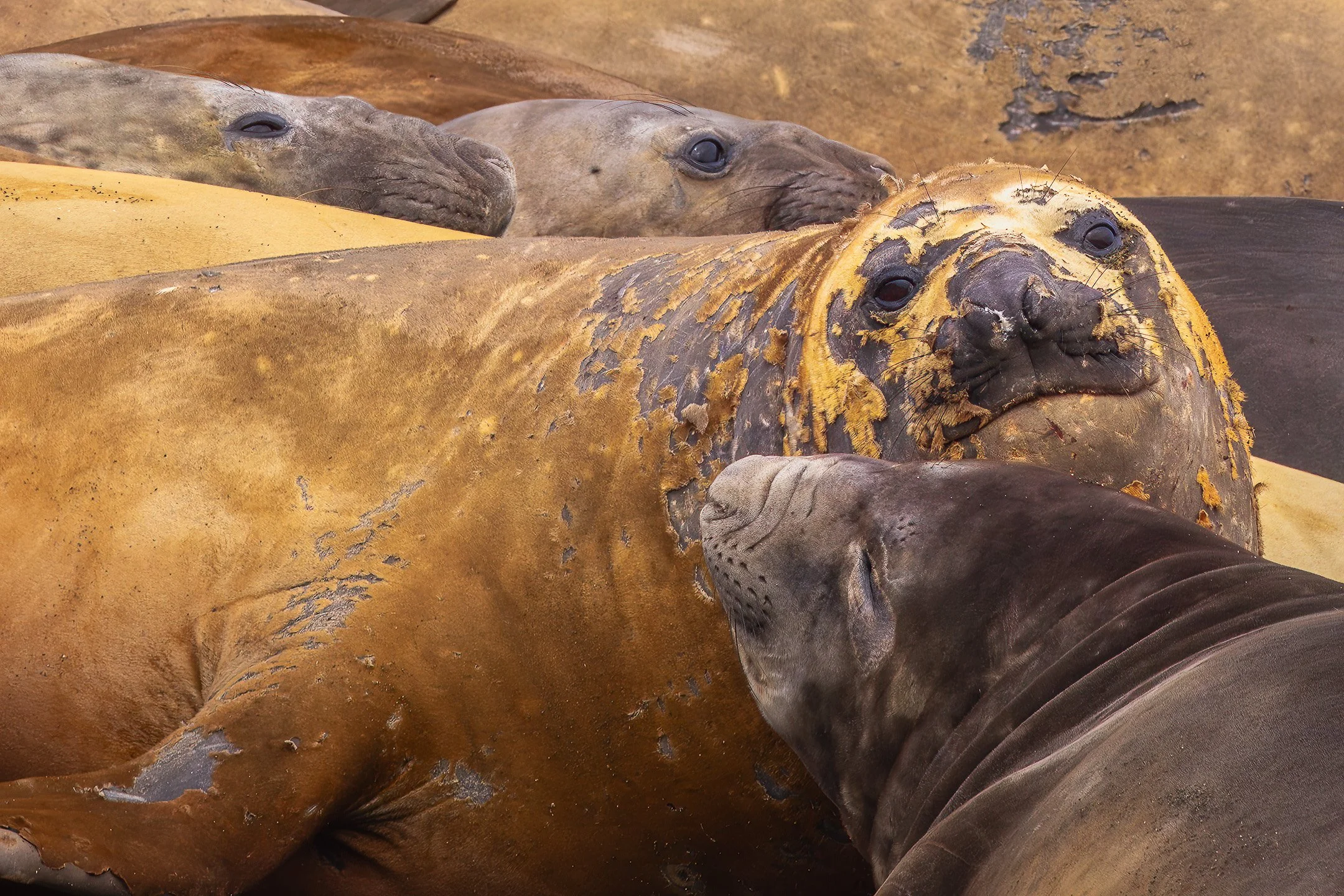 A group of large Southern Elephant Seals lying together on a rocky and sandy shoreline, their skin visibly peeling and moulting in large patches.
