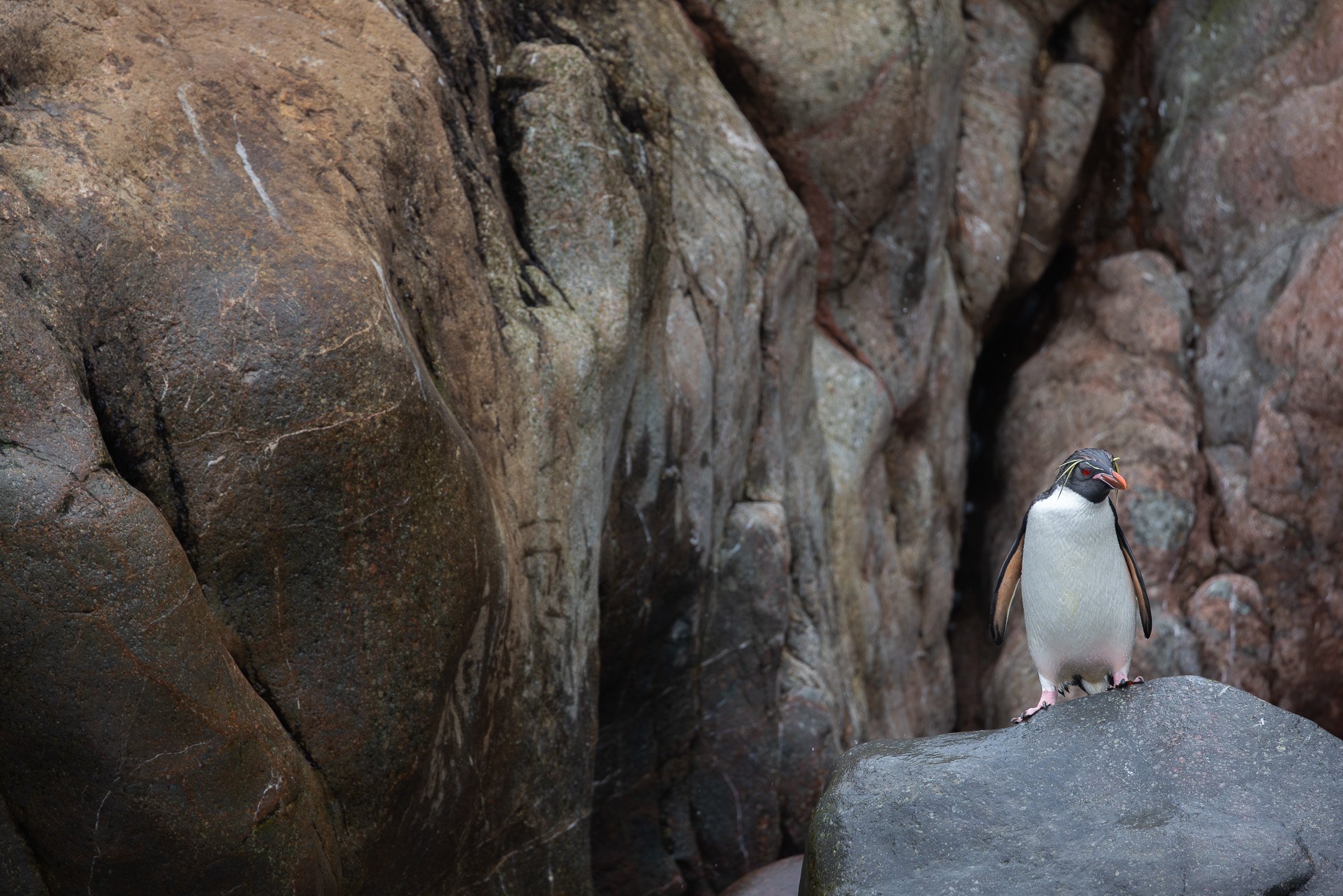 A single Rockhopper Penguin with a red eye and distinctive yellow and black crest feathers standing still on a dark wet wave-polished rock, with the ocean and additional dark rocks visible behind it.