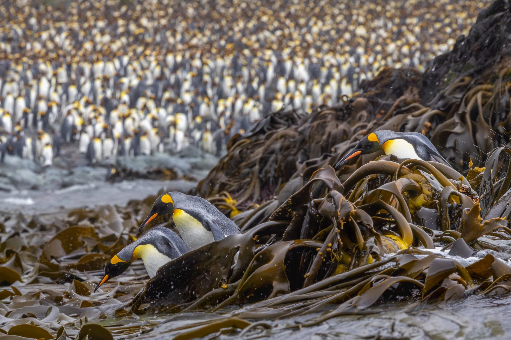 A group of King Penguins entering the water through kelp, with an enormous colony of King Penguins in the background.