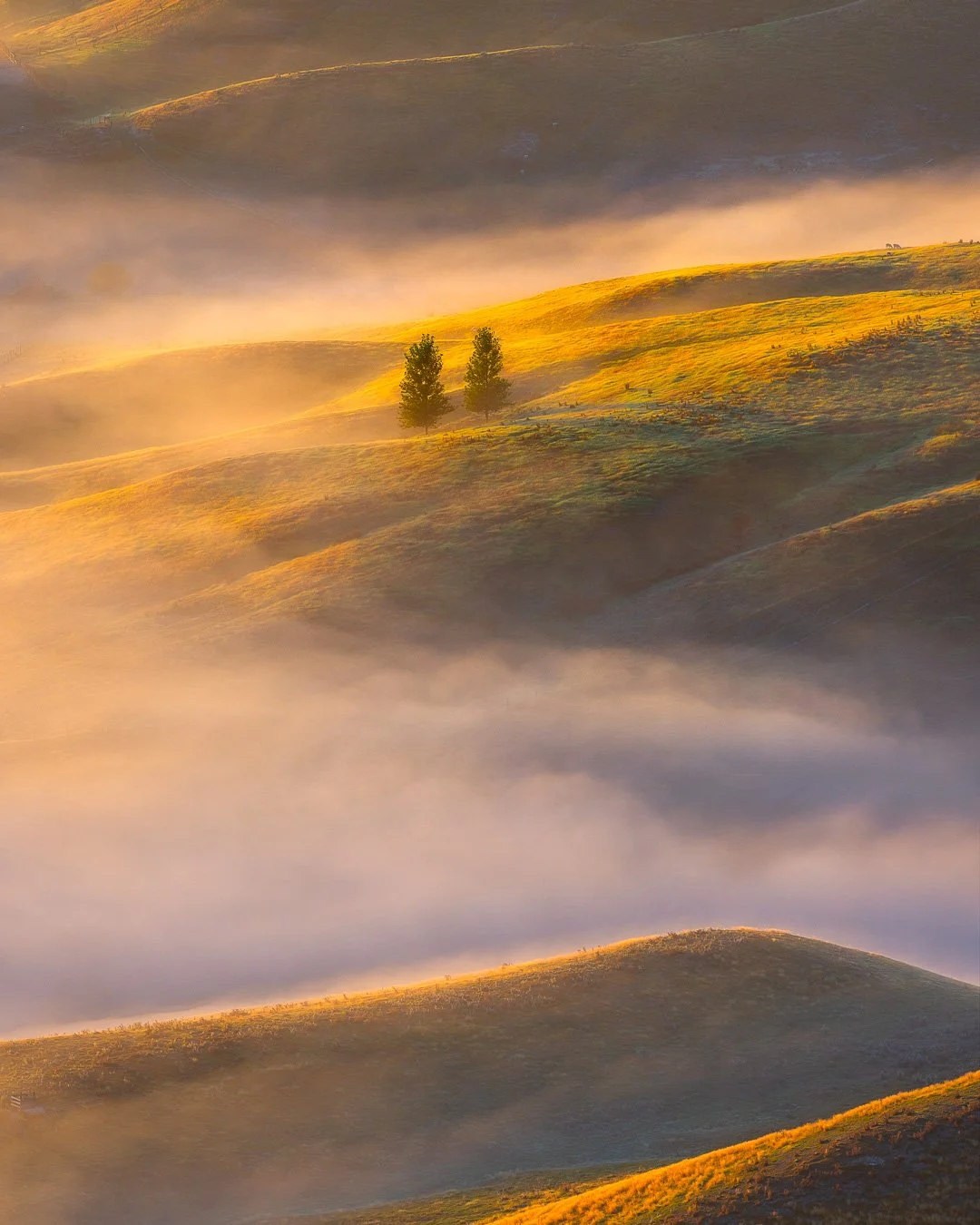 Taking a break from the ice today. Autumn is doing its thing in Hawke's Bay &mdash; mist in the hollows, gold on the hills, and two trees catching the first light of the day. Glad to be home.

🍂
Early Gift &mdash; Hawke's Bay