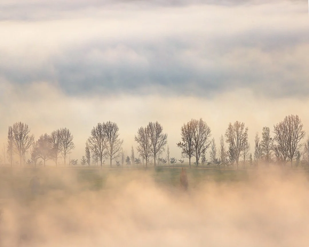 Interval of Trees - Havelock North, Hawke's Bay.

Fog moves through the Tukituki Valley like a slow tide. From above, the valley keeps changing &mdash; trees appear, are swallowed, appear again. Sometimes a single tree surfaces from the white. Someti