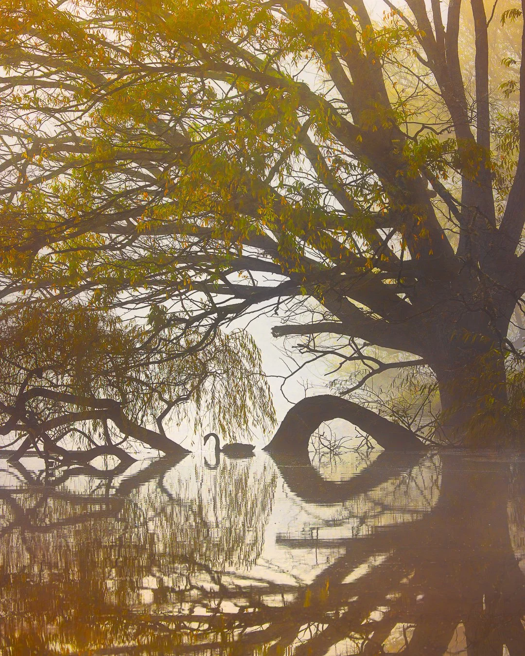 The Arch and the Grace - Lake Tūtira, Hawke's Bay.

A quiet, fog-filled morning at Lake Tūtira. Beneath the weight of ancient branches and a heavy mist, a lone swan finds its mirror in the still water. A moment of undisturbed symmetry.