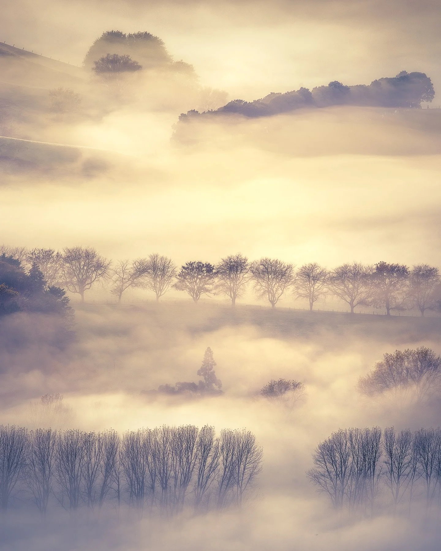 Rows of winter trees emerge through veils of golden morning mist in the Tukituki Valley, each layer of the landscape dissolving softly into the haze, Hawke's Bay, New Zealand.