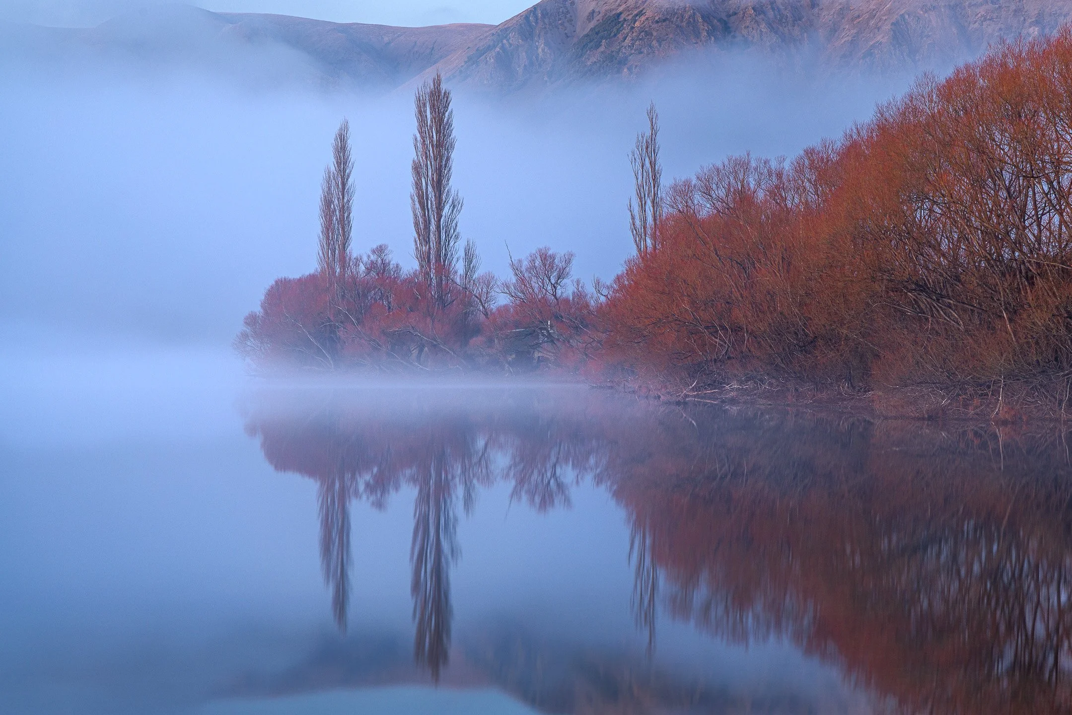 Three bare poplar trees and a stand of rust-coloured winter willows on the misty shore of Lake Pearson, reflected in still blue-toned water during dawn blue hour, Canterbury, New Zealand.