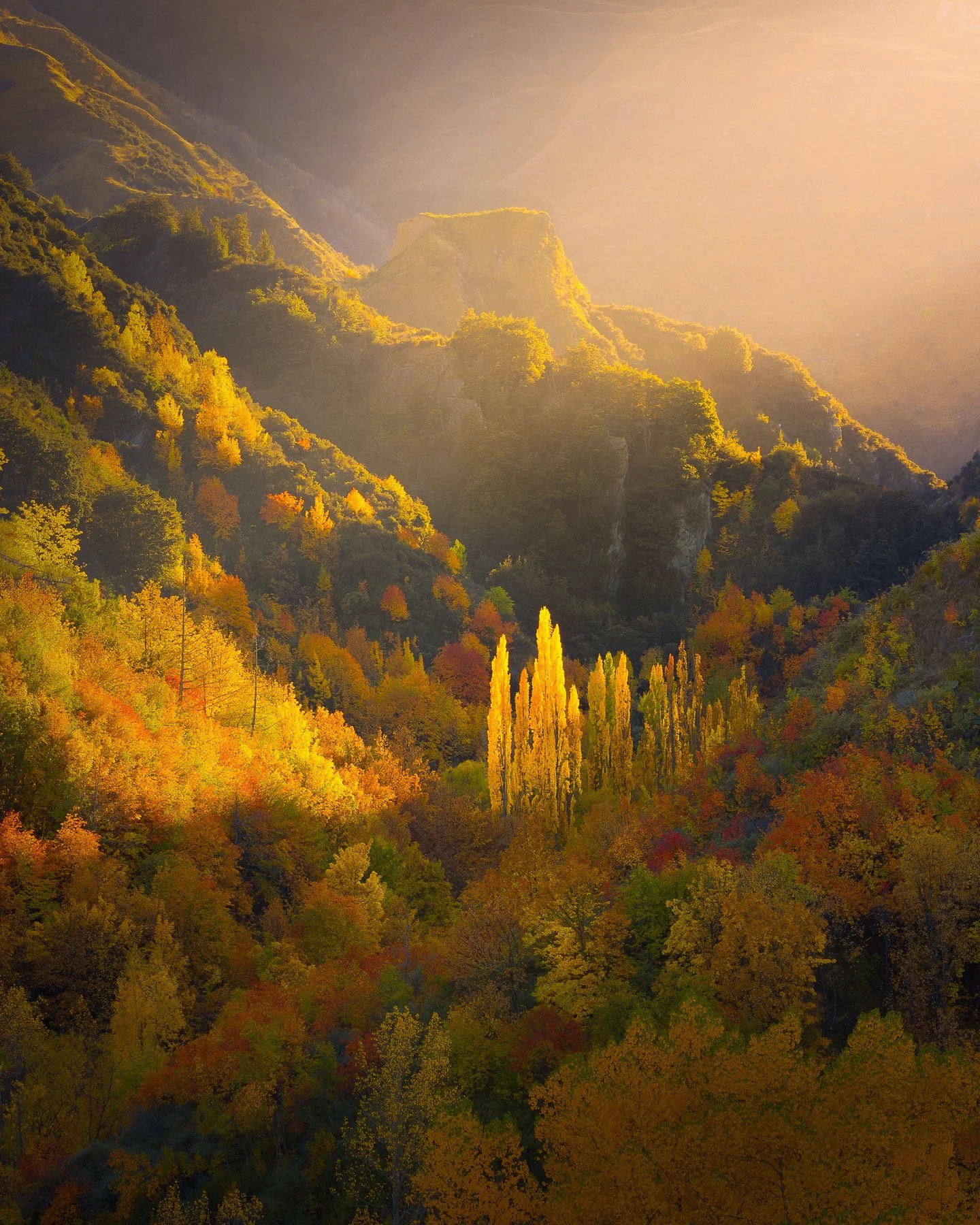 Early morning haze drifts through autumn-coloured trees in Arrowtown, Otago, with golden and orange foliage catching the backlit morning sun.