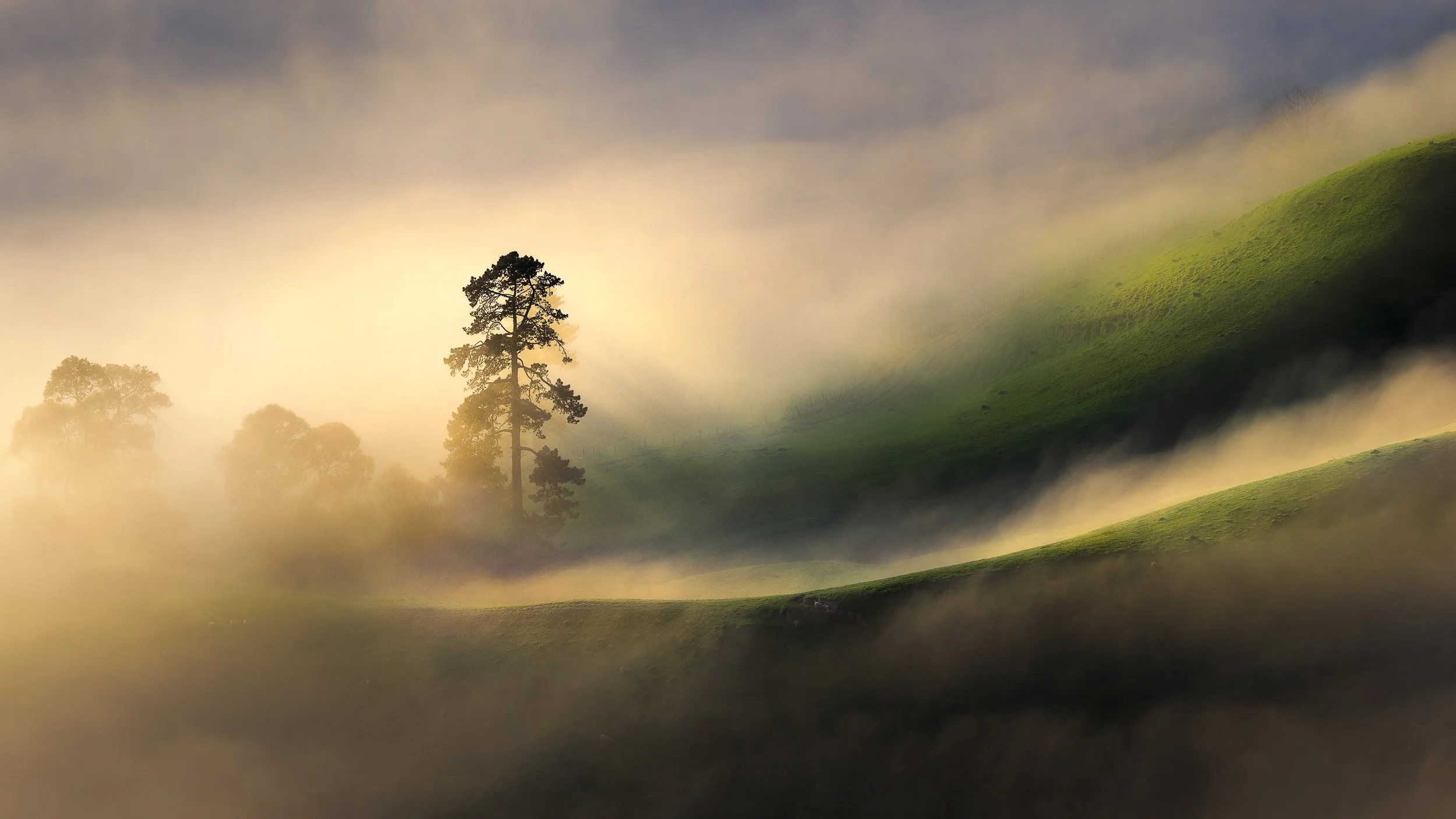 A solitary pine tree stands silhouetted against illuminated fog flowing through the Tukituki Valley, seen from the summit of Te Mata Peak, Hawke's Bay, New Zealand.