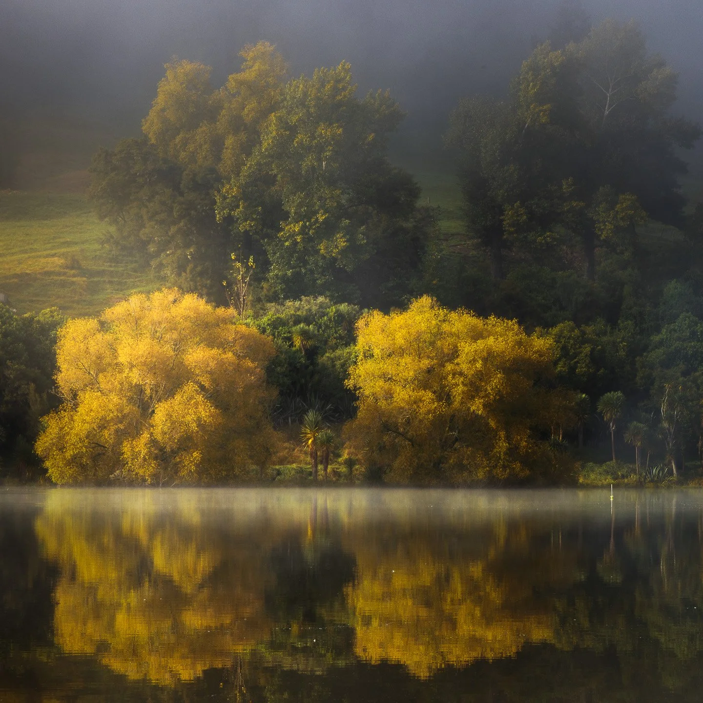Four trees reflected symmetrically in the calm surface of Lake Tūtira on an early morning with a hint of fog settling over the water, Hawke's Bay, New Zealand.