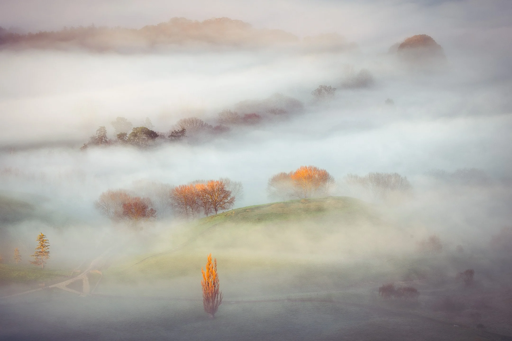 A lone poplar stands as a quiet sentinel among scattered trees on rolling fog-draped hills, golden light catching the treetops against cool morning mist, Te Mata Peak, Hawke's Bay, New Zealand.
