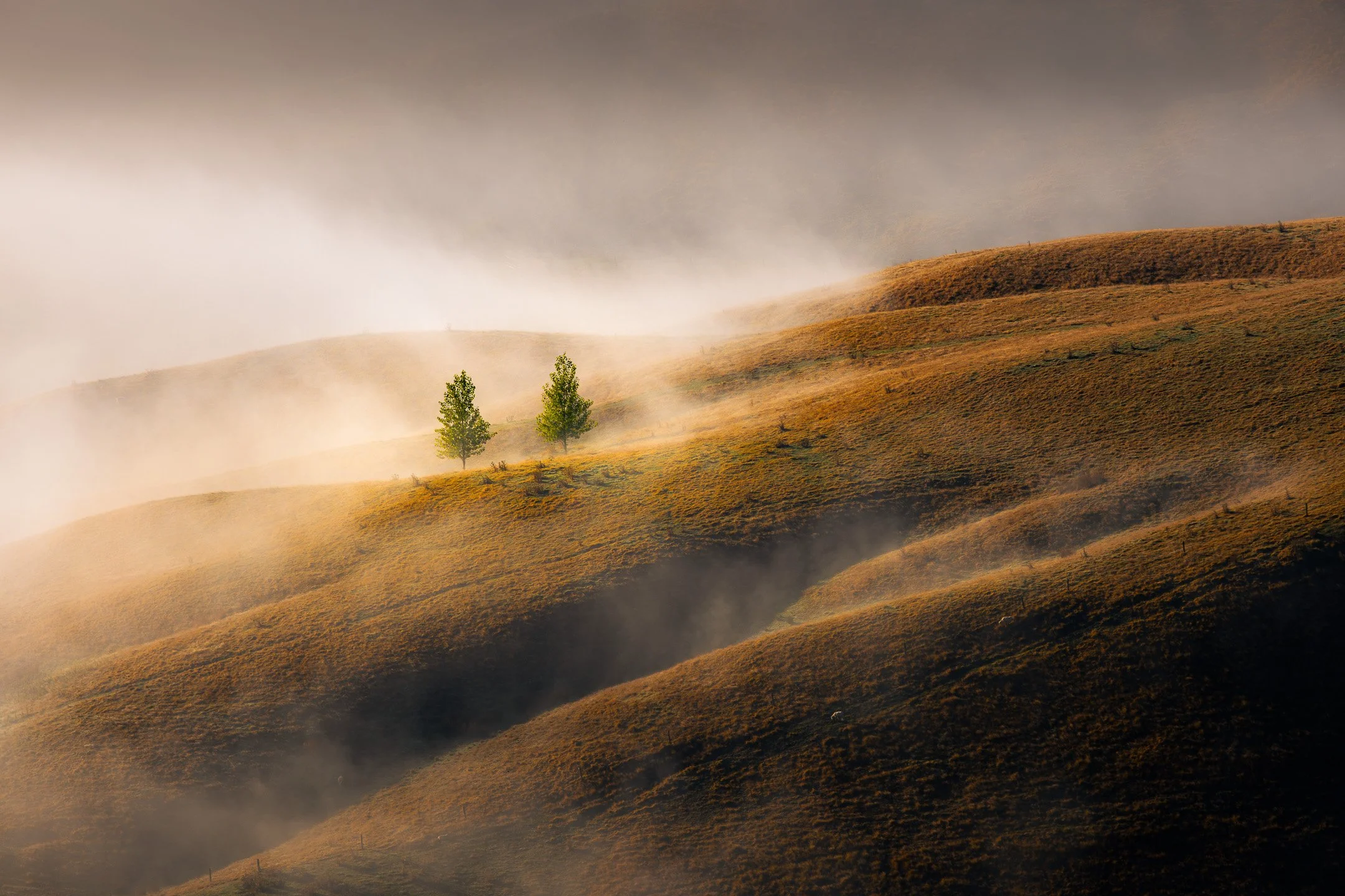 Two small green trees stand in early morning mist among ochre-hued rolling hills, their vivid foliage contrasting with the muted foggy landscape, Hawke's Bay, New Zealand.
