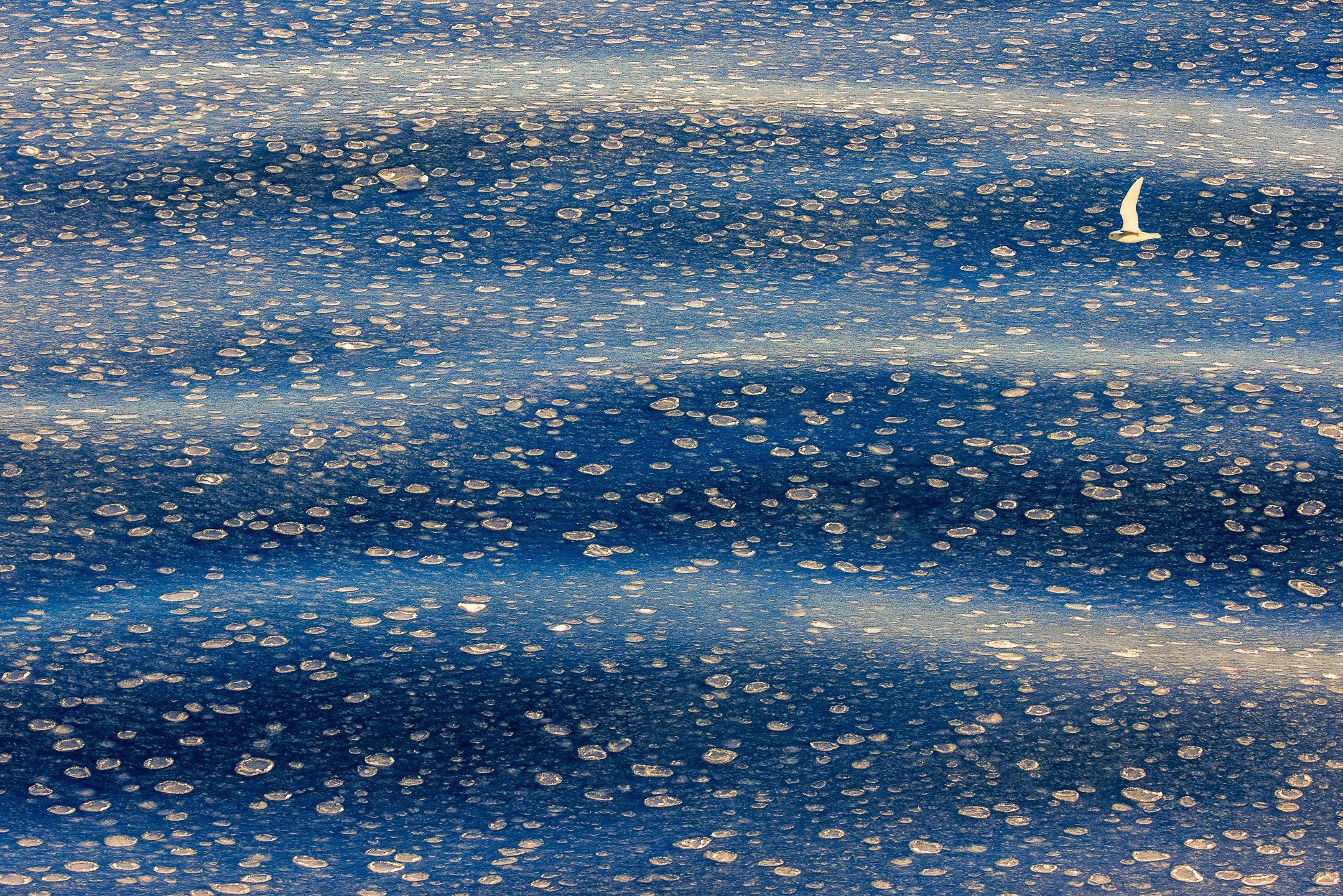 Pancake ice covering McMurdo Sound, the circular discs arranged in bands of varying density across the dark blue water, with a single small snow petrel visible in the upper right portion of the frame.