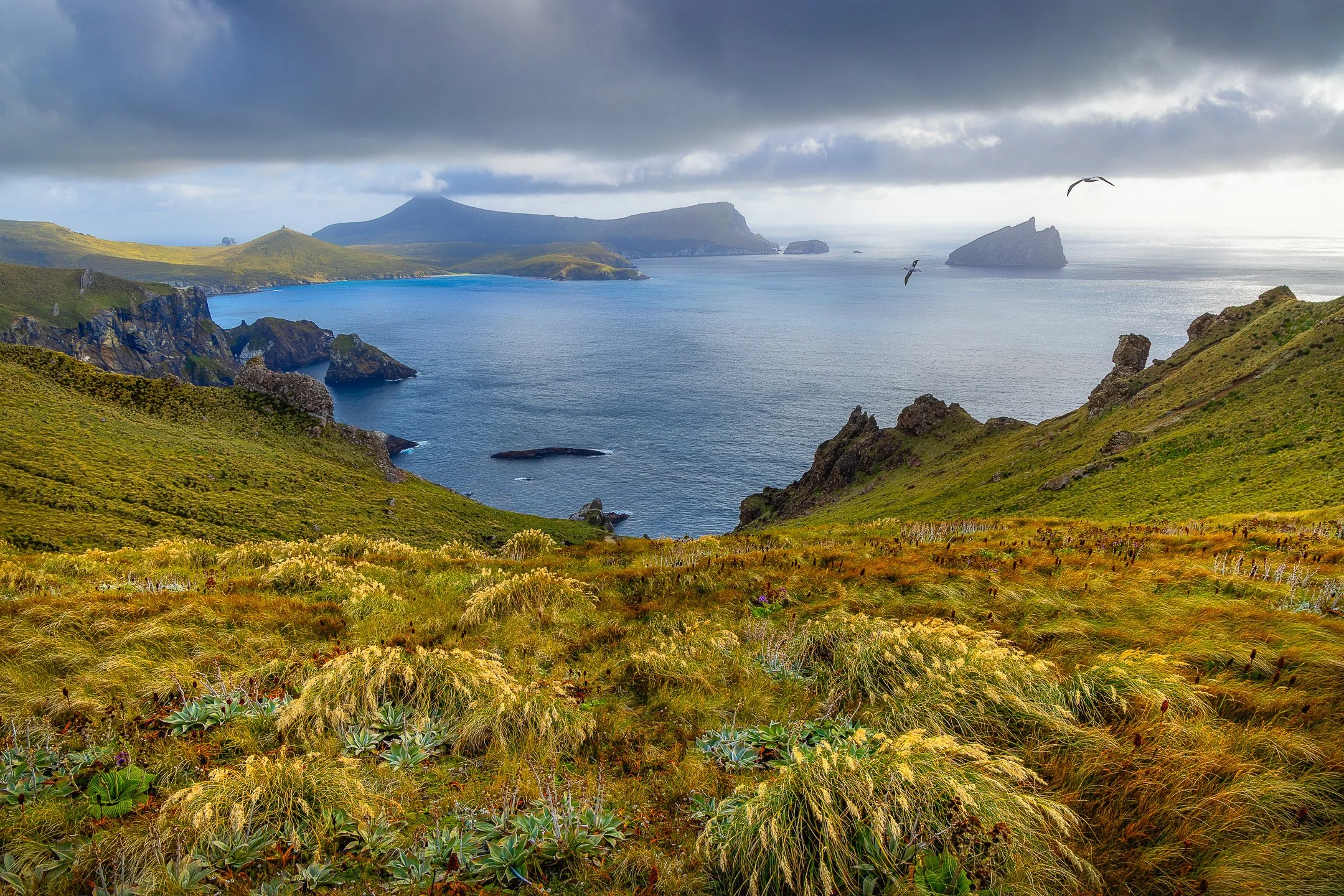 Southern Royal Albatross in flight over wind-swept golden-green tussock grassland on a hillside, with ridges, a grey overcast sky, and the Southern Ocean visible in the background.