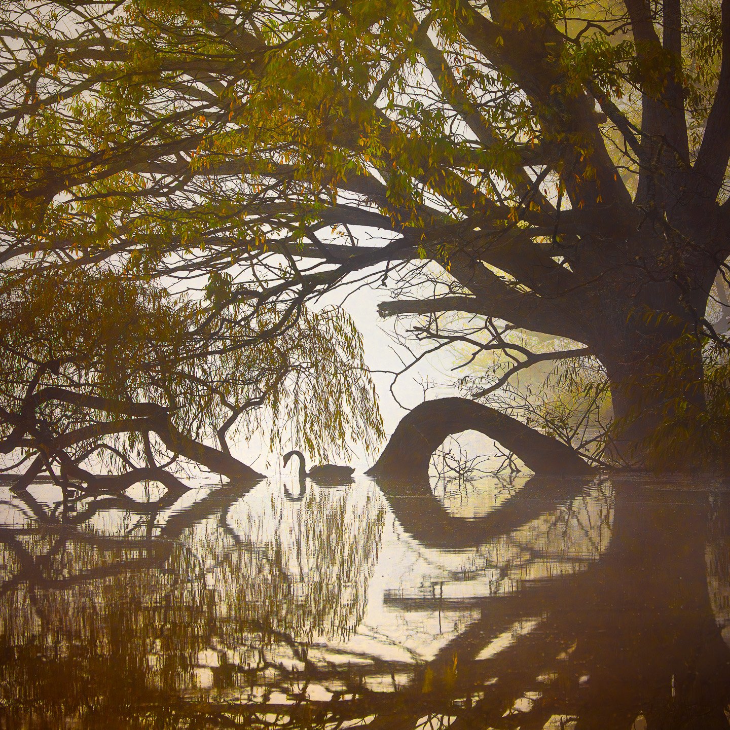 A landscape photograph of a black swan swimming in a still lake at dawn. The swan is viewed through a dense 'curtain' of silhouetted, spindly tree branches and a weeping willow that frames the top and sides of the image.
