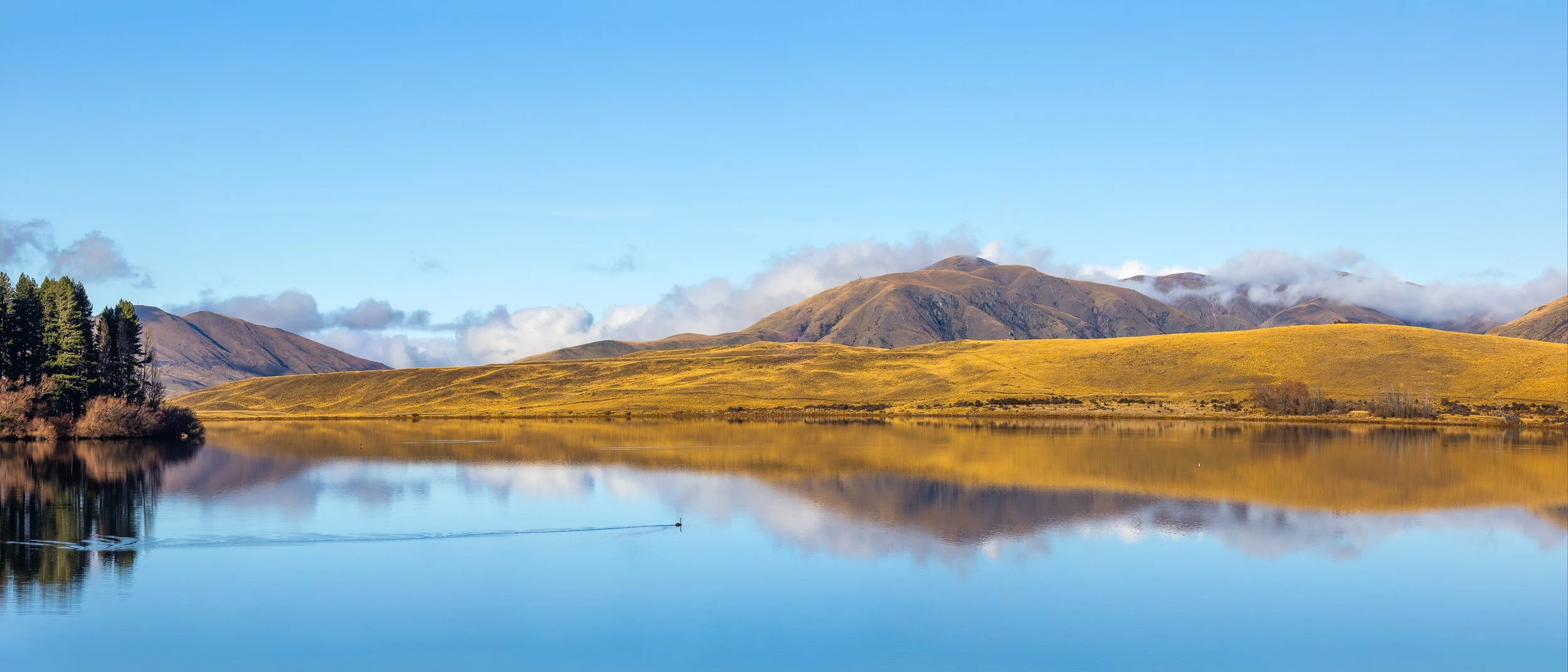 A wide panoramic landscape photo of Lake Clearwater in Canterbury, New Zealand, where a single black swan swims across the calm blue water, leaving a V-shaped wake that cuts through the reflection of sunlit golden tussock hills and distant mountains.