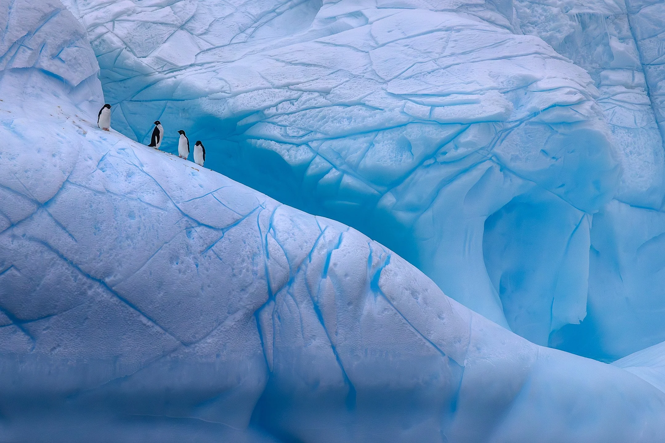 Four Adélie penguins standing on a massive, intricately textured iceberg in Cape Adare, Antarctica. The penguins appear small against the scale of the ice, which is a deep, luminous glacial blue with a network of sharp cracks and undulating ridges.