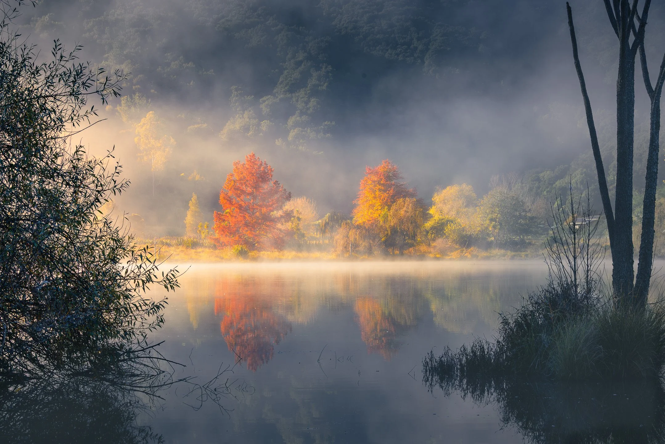 Two brightly coloured Swamp Cypress trees stand out along the far shoreline of a mist-covered Lake Tūtira, their vivid reflections mirrored in the calm water below, Hawke's Bay, New Zealand.