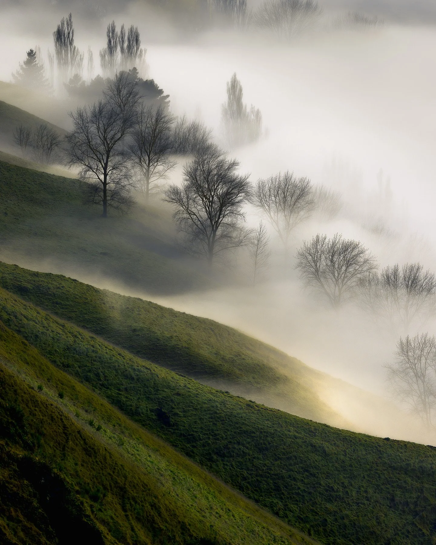 Bare trees at the base of Te Mata Peak emerge from early morning fog that obscures the land beneath them, reducing the landscape to a minimalist composition of form and mist, Hawke's Bay, New Zealand.