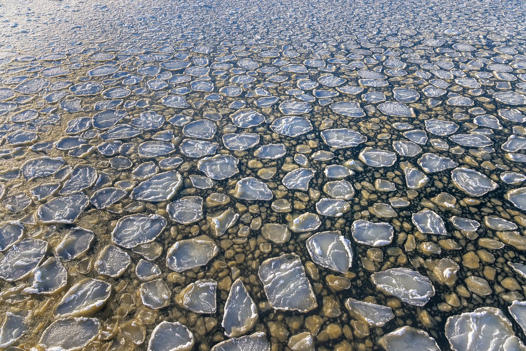 A dense field of round pancake ice floes fills the frame, catching golden light on their raised, slushy edges.