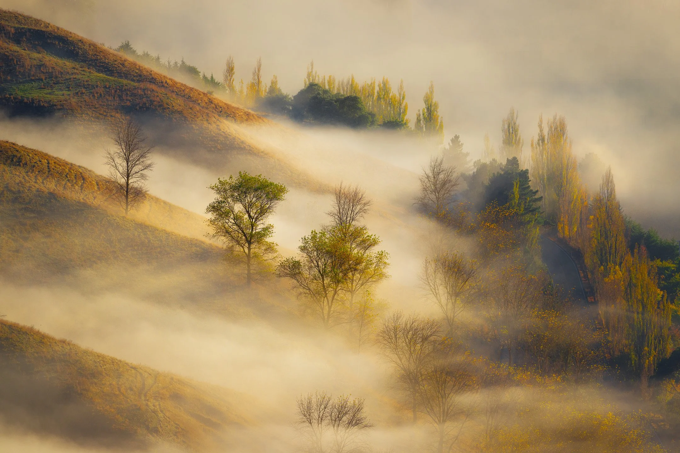Low fog moves through the foothills below Te Mata Peak as morning light cuts through the haze, setting rows of deciduous trees adrift in a golden, weightless world, Hawke's Bay, New Zealand.