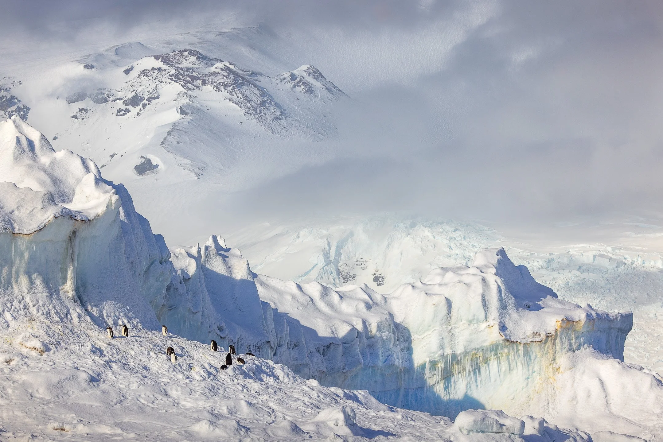 A small group of Adélie penguins picks its way along a snow-covered ledge at the base of a massive glacial ice cliff, dwarfed by the sculpted ice wall beside them and the broad volcanic slopes of Robertson Bay rising into cloud behind.