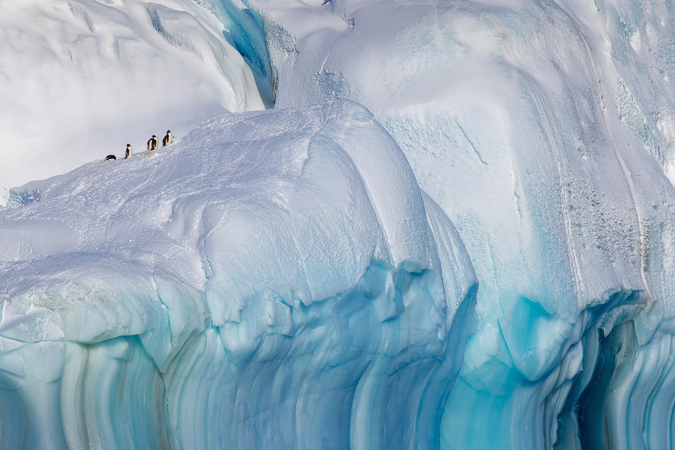 Adélie penguins huddle on the high, snow-dusted shoulder of a massive glacial iceberg with deep vertical blue textures.