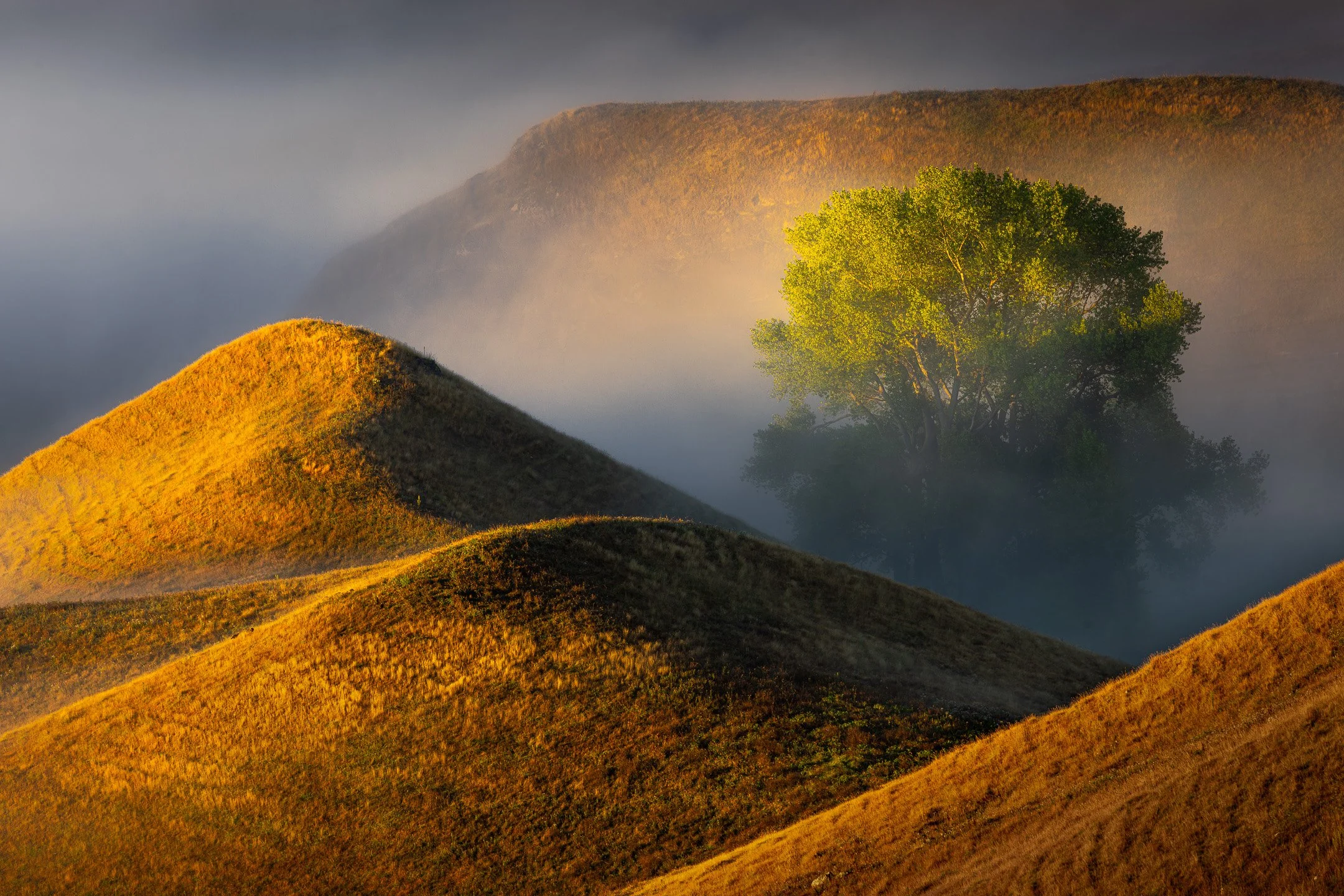 A single vibrantly green tree anchors the composition among sunlit triangular hills and cool misty shadows, warm and cool tones in counterplay, Te Mata Peak Road, Hawke's Bay, New Zealand.