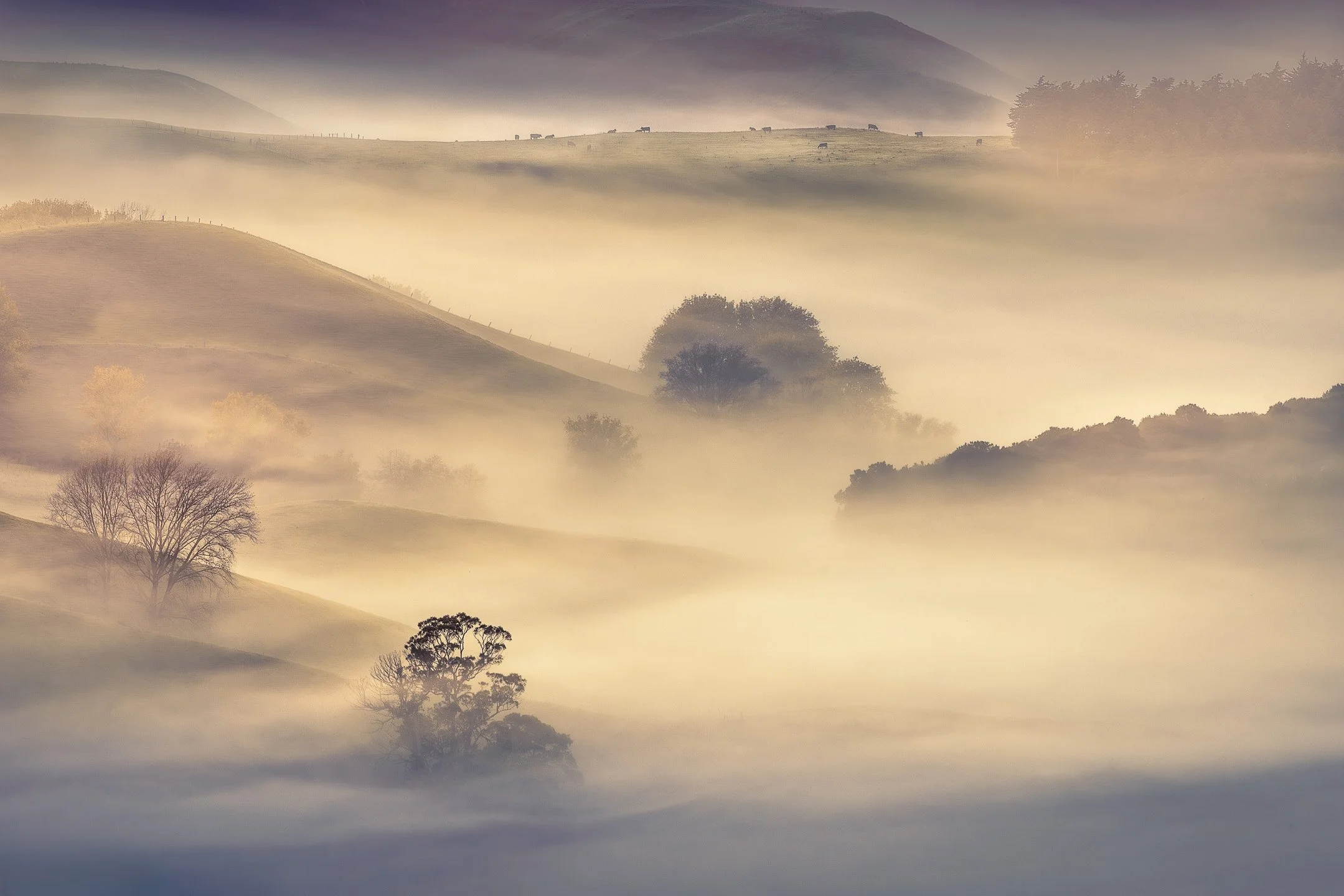 Layers of golden morning mist blanket the Tukituki Valley as seen from Te Mata Peak, with scattered trees emerging as silhouettes through the fog and cattle visible on a distant ridge, Hawke's Bay, New Zealand.