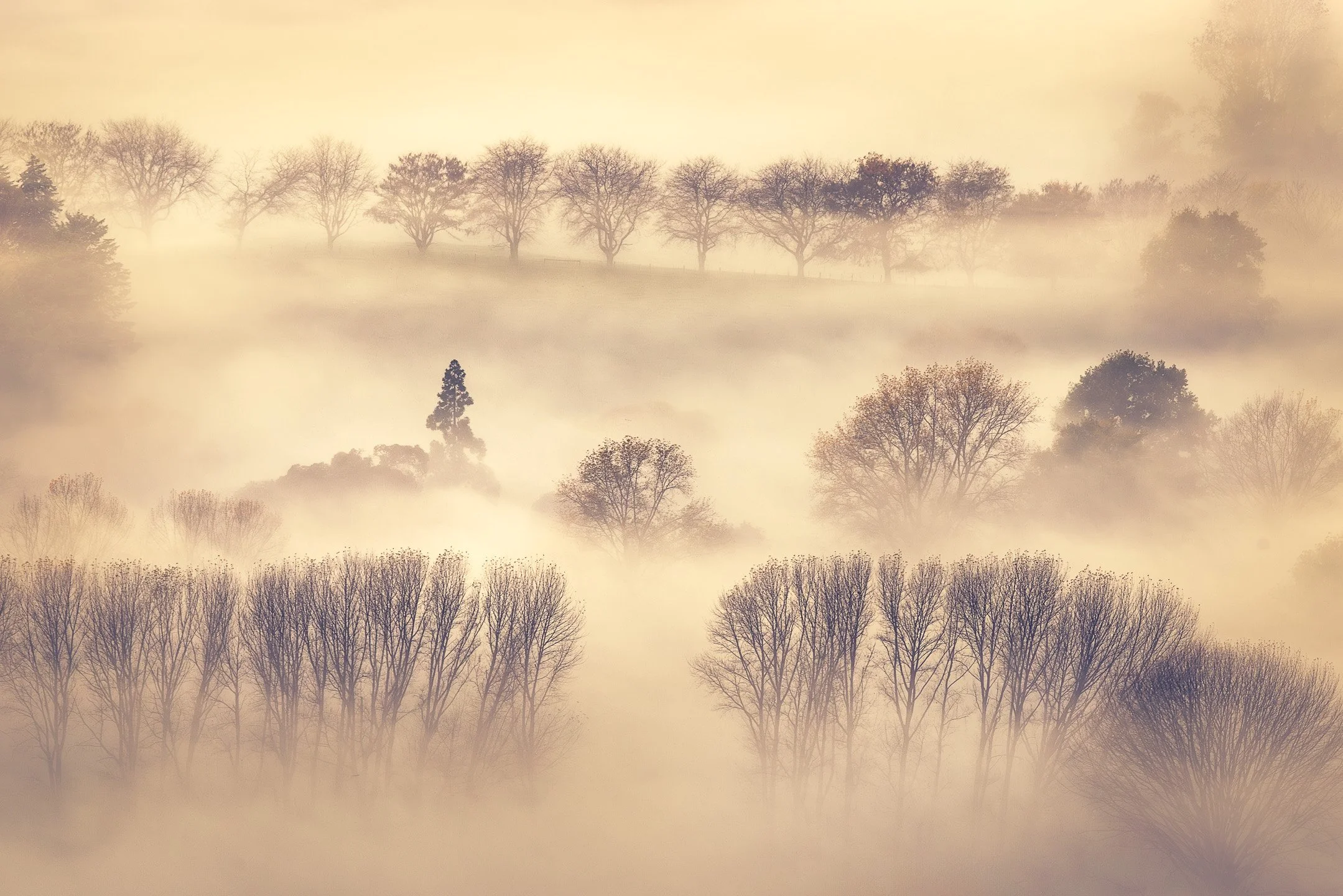 Skeletal bare trees stand in sharp rhythmic rows in the foreground, gradually softening and dissolving into golden morning mist toward the distant hills, Tukituki Valley, Hawke's Bay, New Zealand.