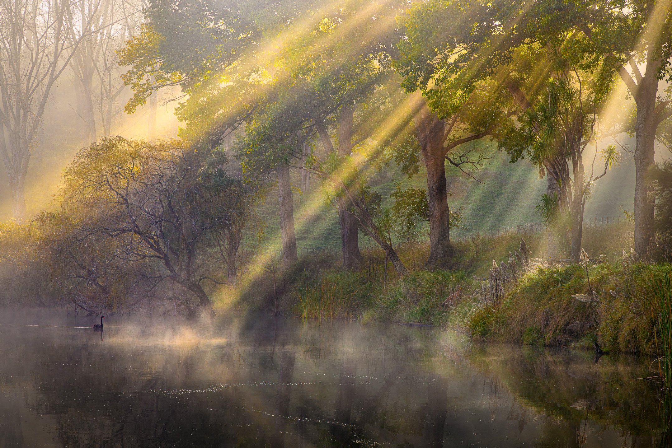 Golden sunbeams piercing autumn mist over Lake Tūtira with a black swan swimming near lakeside willow trees.