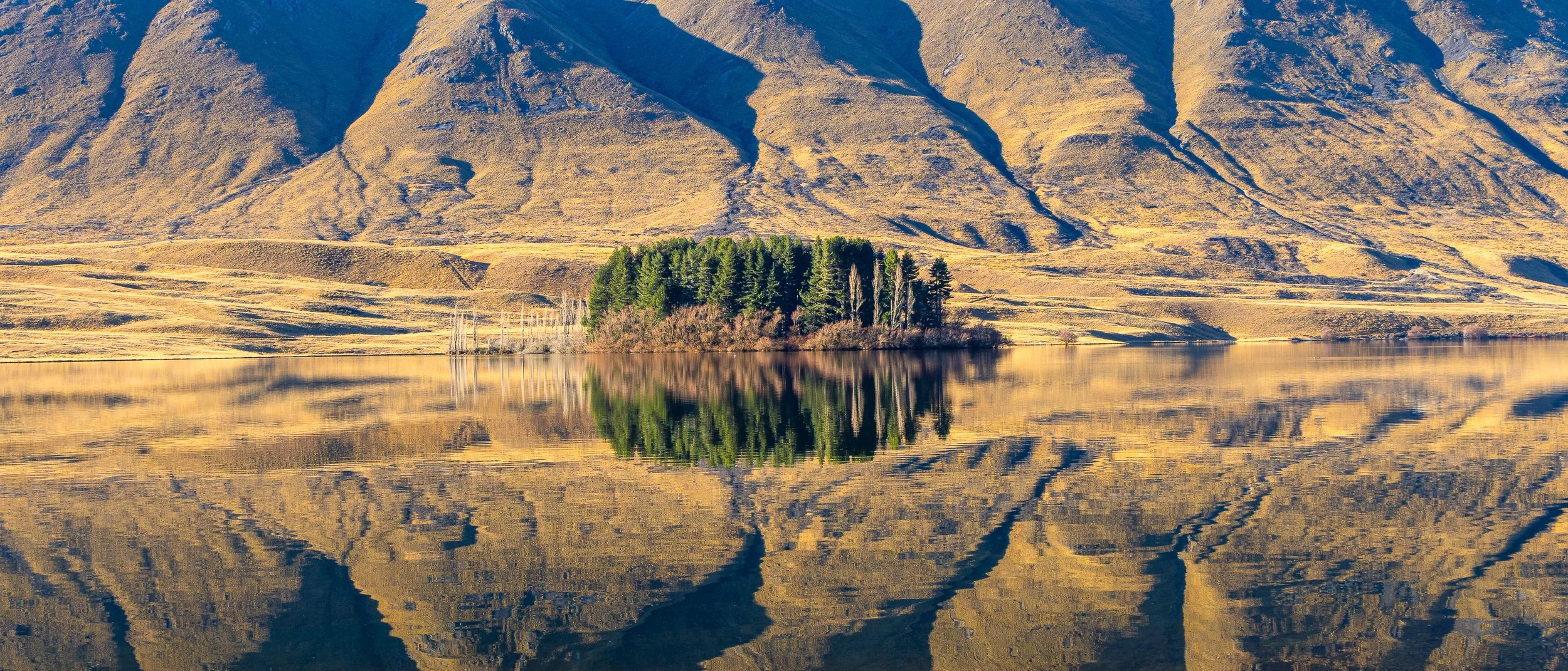 A small island of green conifers stands mirrored in the still waters of Lake Clearwater, Canterbury, backed by golden tussock-covered mountains and dead standing trees at the water's edge, in New Zealand's high country.
