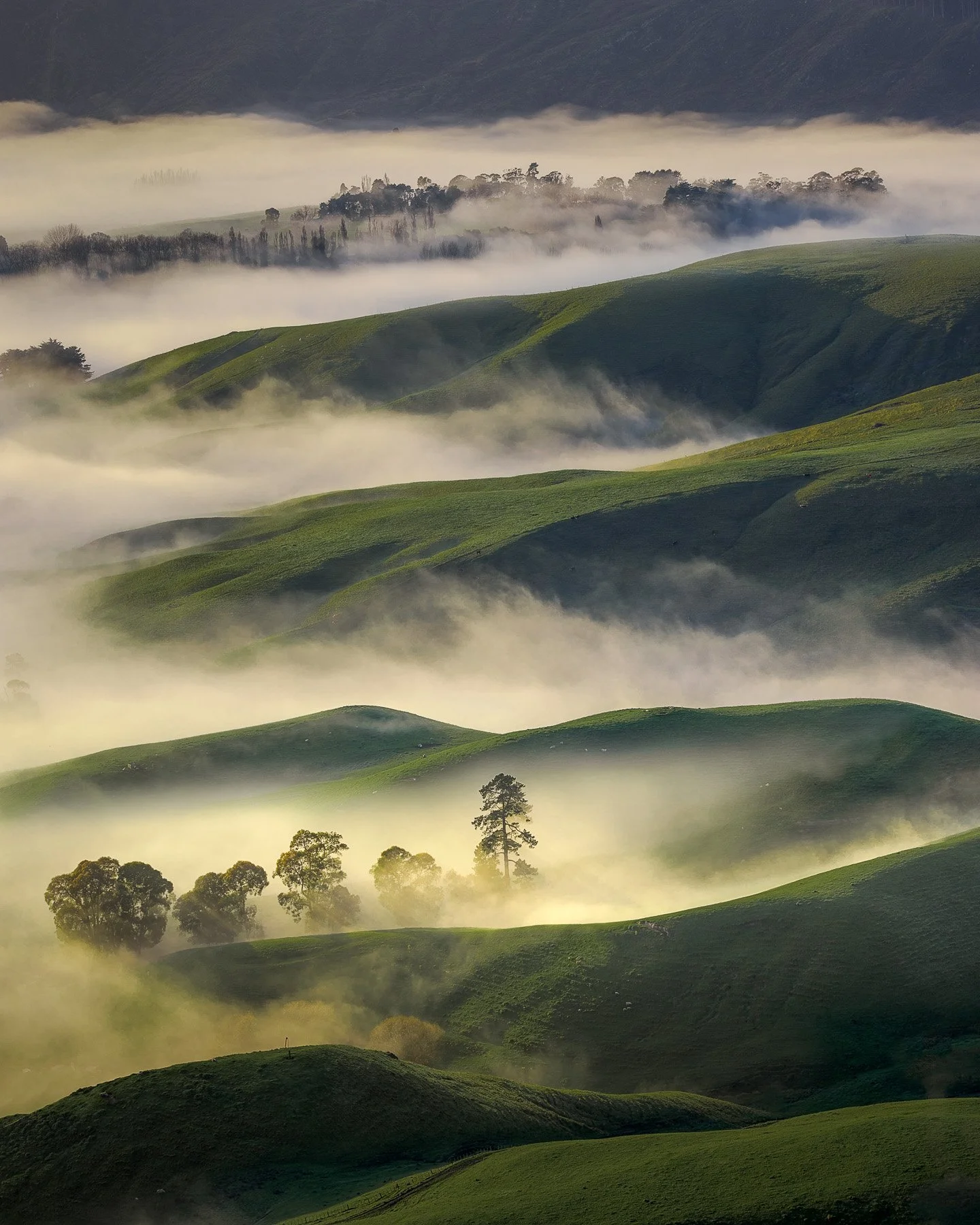 Layers of fog weave through undulating green hills as seen from the summit of Te Mata Peak, Hawke's Bay, with golden morning light filtering through the mist, New Zealand