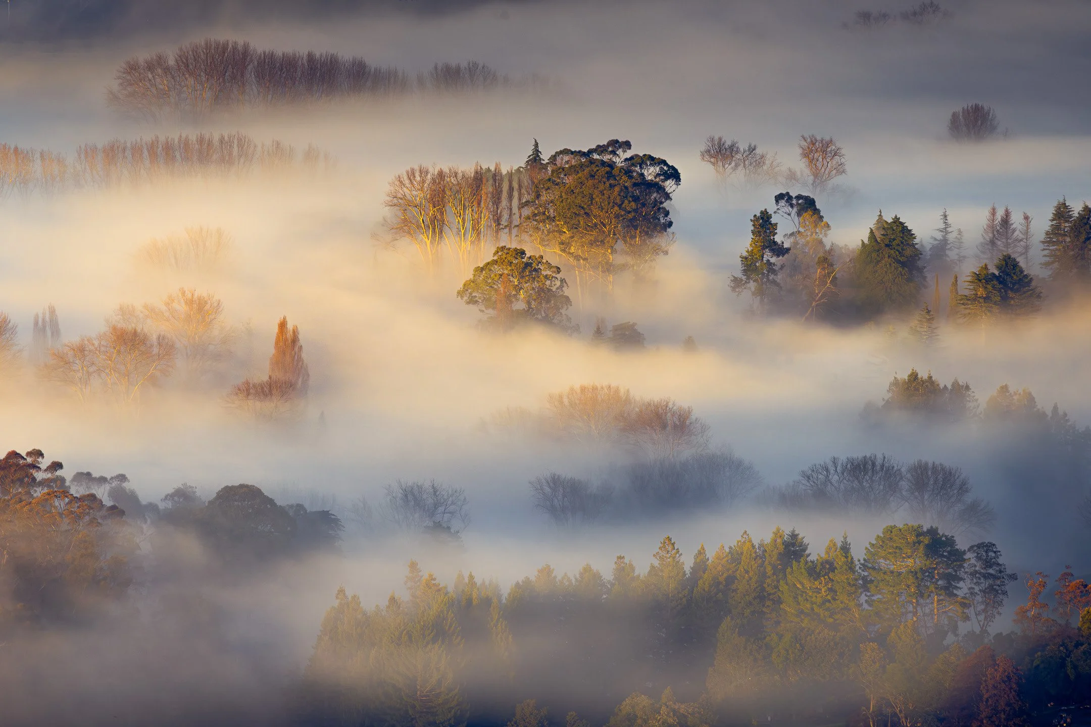 Treetops emerge like islands from a sea of fog blanketing the Tukituki Valley, their crowns dissolving into the haze as faint golden light begins to filter through, Hawke's Bay, New Zealand.