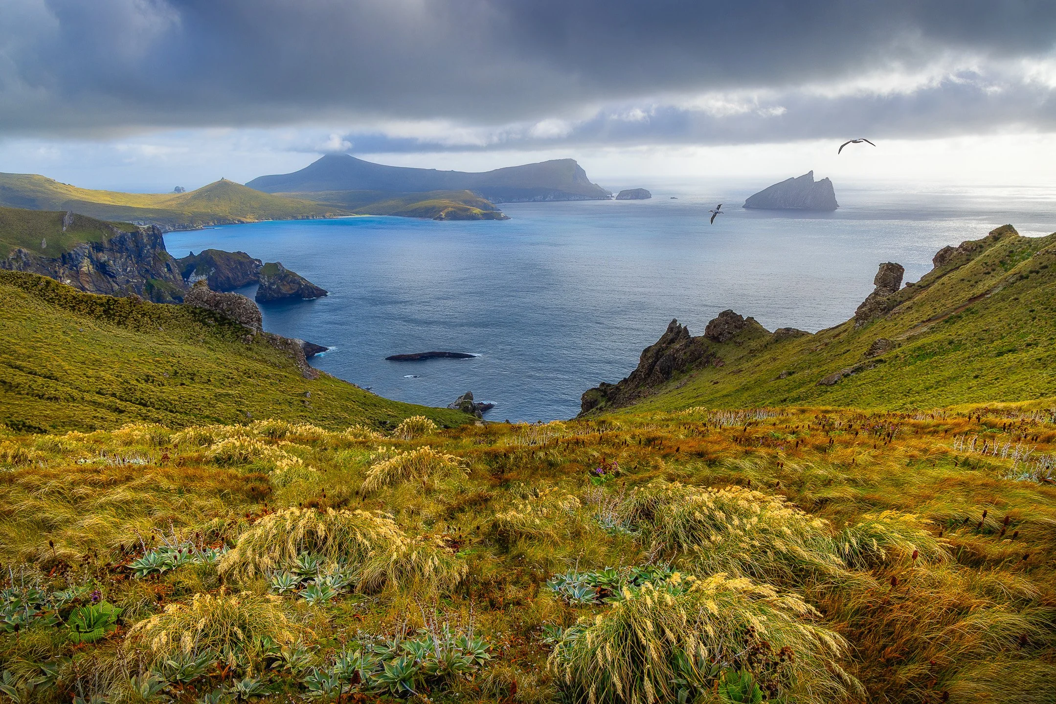 Southern Royal Albatross in flight over wind-swept golden-green tussock grassland on Campbell Island, with ridges, a grey overcast sky, and the Southern Ocean visible in the background.