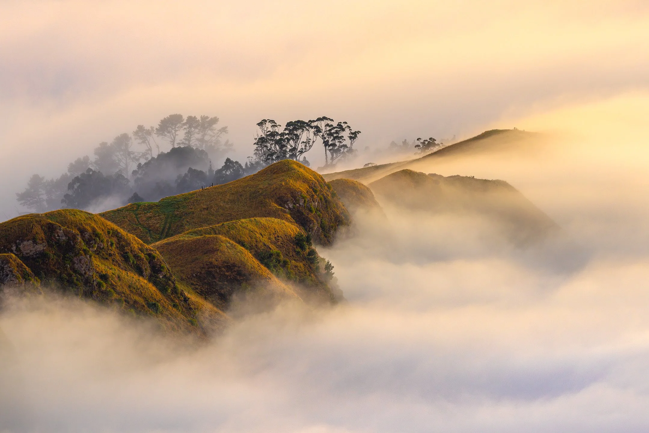 Mossy green ridgeline emerging from morning fog above Te Mata Peak with silhouetted eucalyptus trees at the crest and warm amber light filtering through the mist, Hawke's Bay, New Zealand.