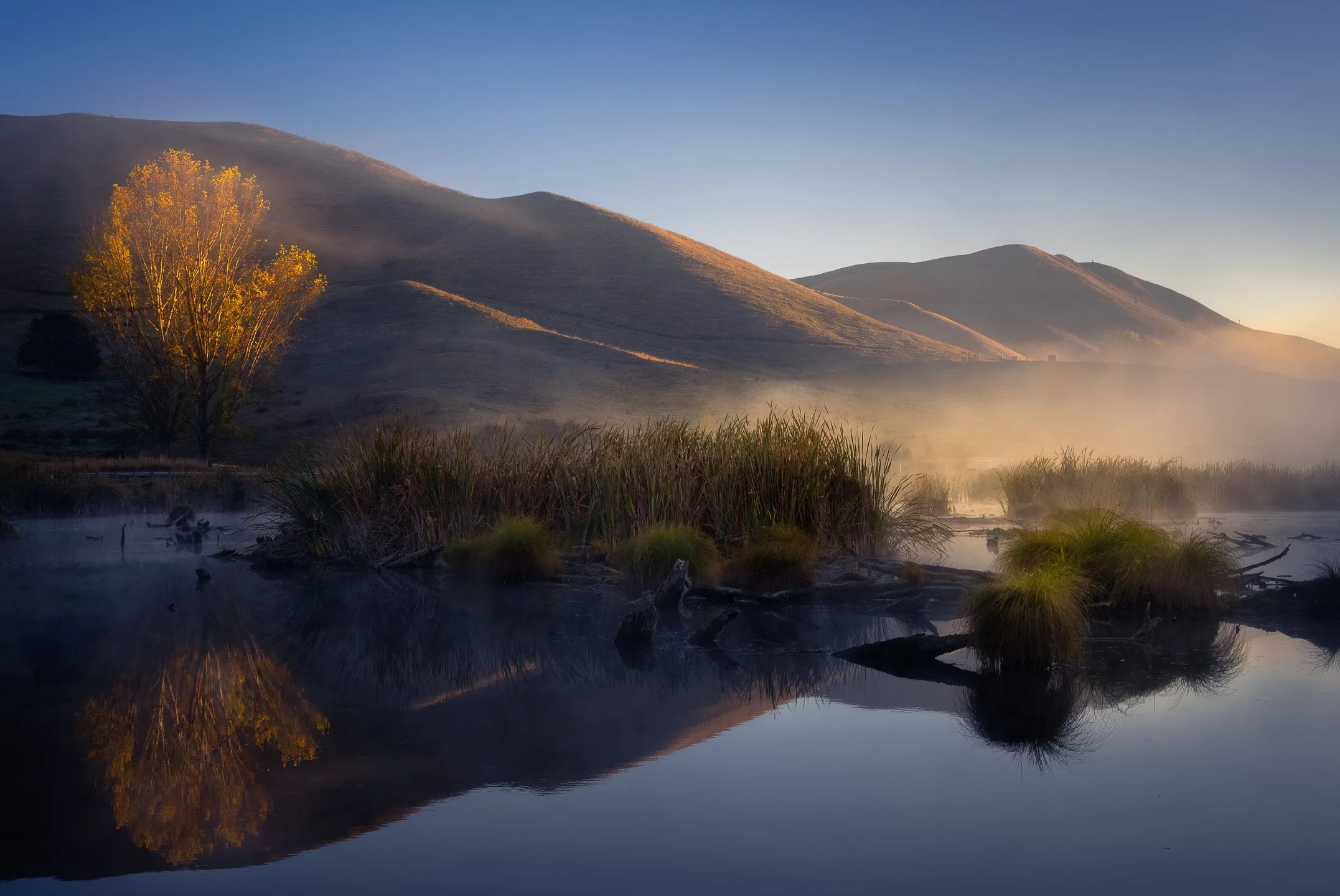 A tree glowing in soft early morning light stands in golden contrast against a shadowed hillside at the Pekapeka Wetlands, its reflection perfectly mirrored in the still water below, Hawke's Bay, New Zealand.