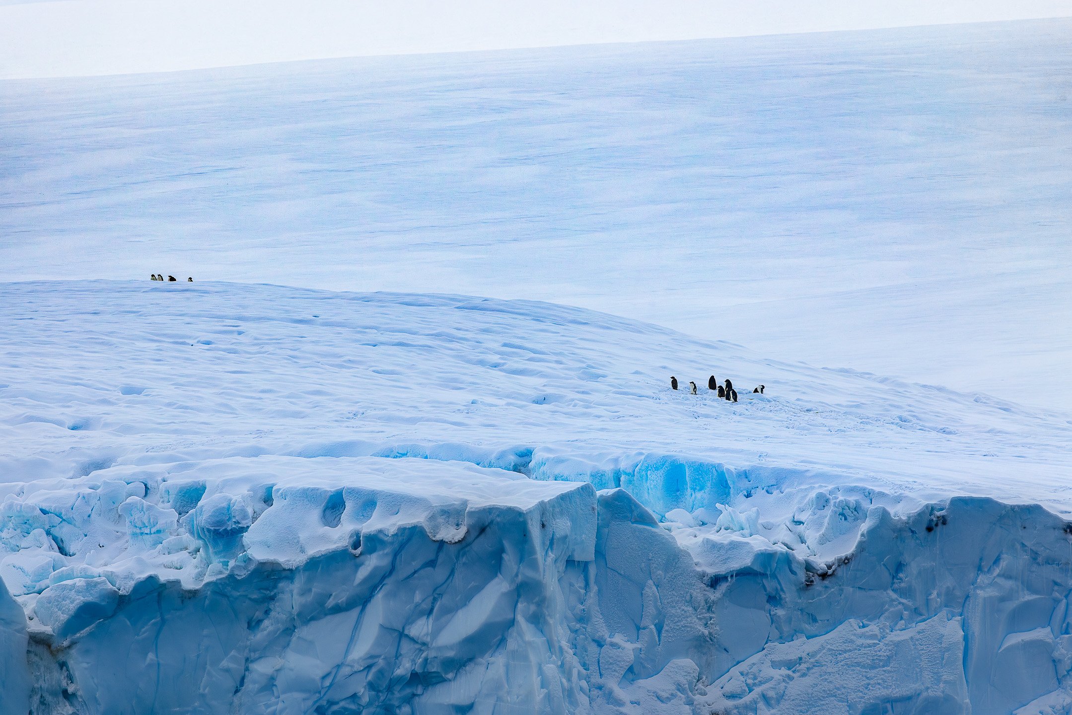 Tiny penguins stand atop a sheer, textured glacial cliff in Robertson Bay, showcasing the immense scale and layers of blue of the ice sheet.