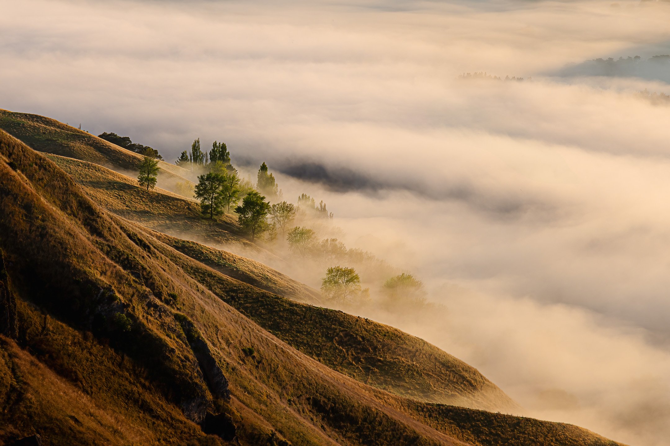 Trees at the base of Te Mata Peak emerge and vanish as morning mist drifts through the Tukituki Valley, Hawke's Bay, New Zealand