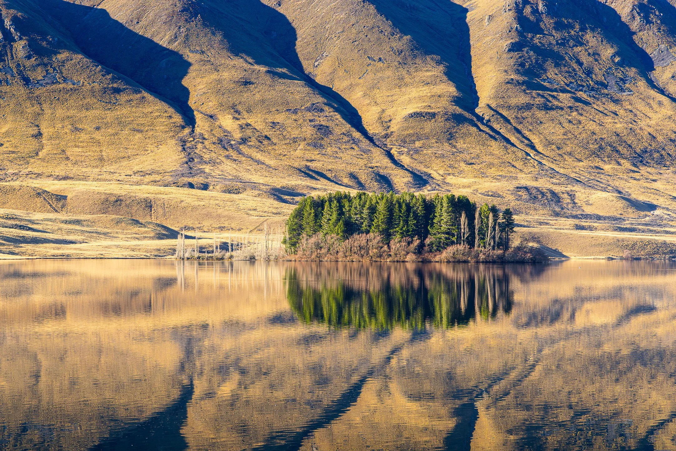 A small green pine tree island perfectly reflected in the calm water of Lake Clearwater in Canterbury, New Zealand, with sunlit golden tussock mountain ridges and dramatic shadows in the background.