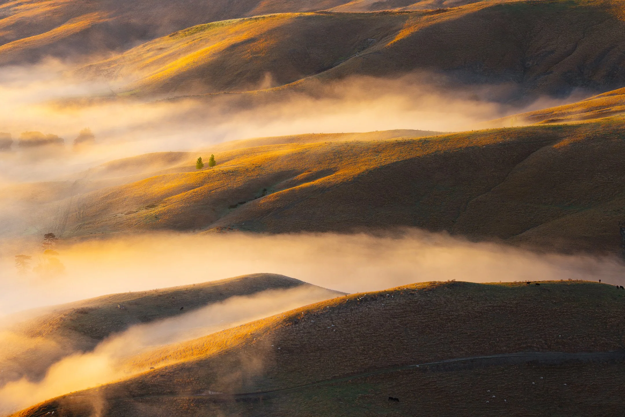Twin trees stand among golden rolling hills partially covered in morning fog, Tukituki Valley, Hawke's Bay, New Zealand