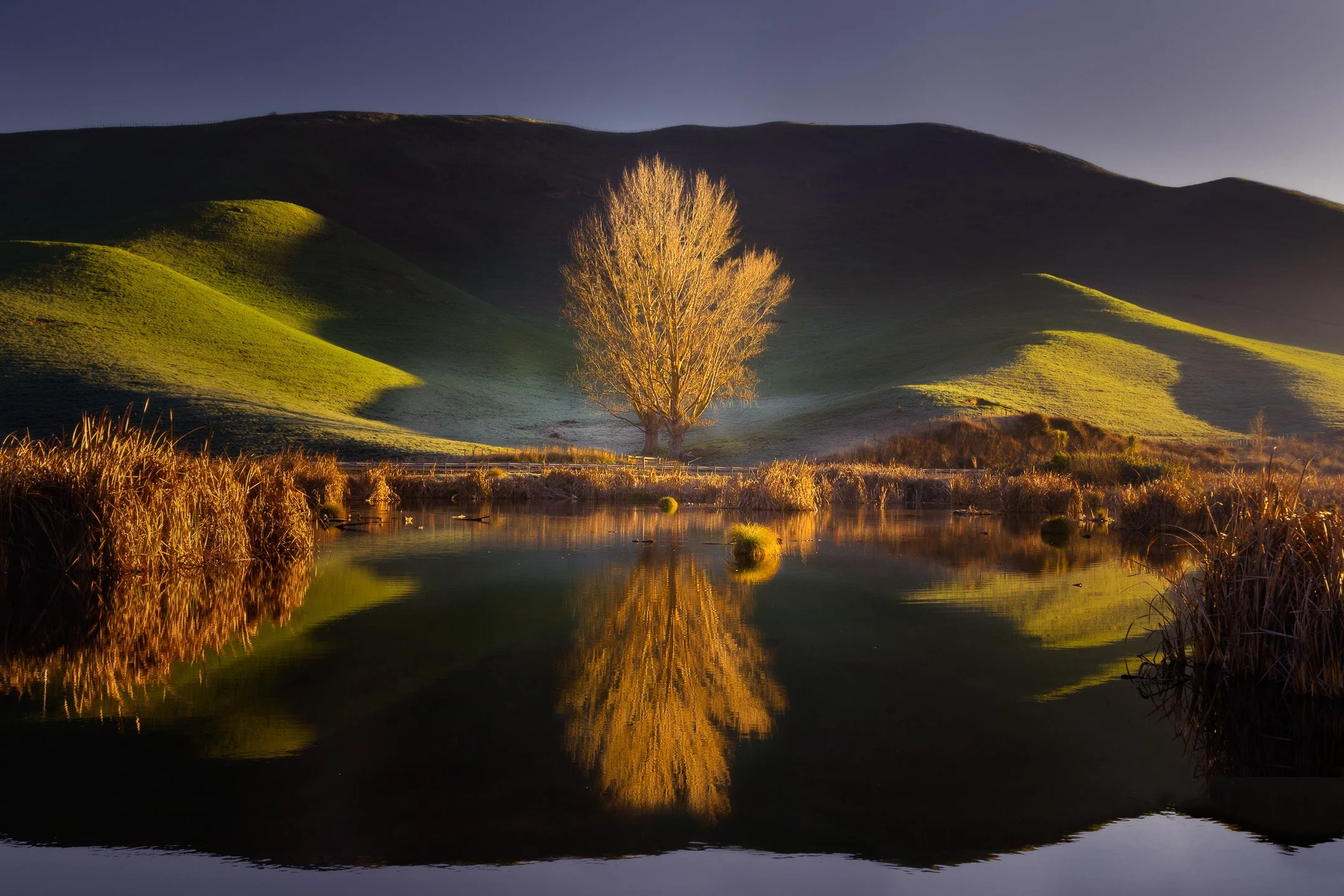 A frost-covered tree catches the first golden light of a winter morning, its form reflected symmetrically in the still water of Pekapeka Wetlands, Hawke's Bay, New Zealand.