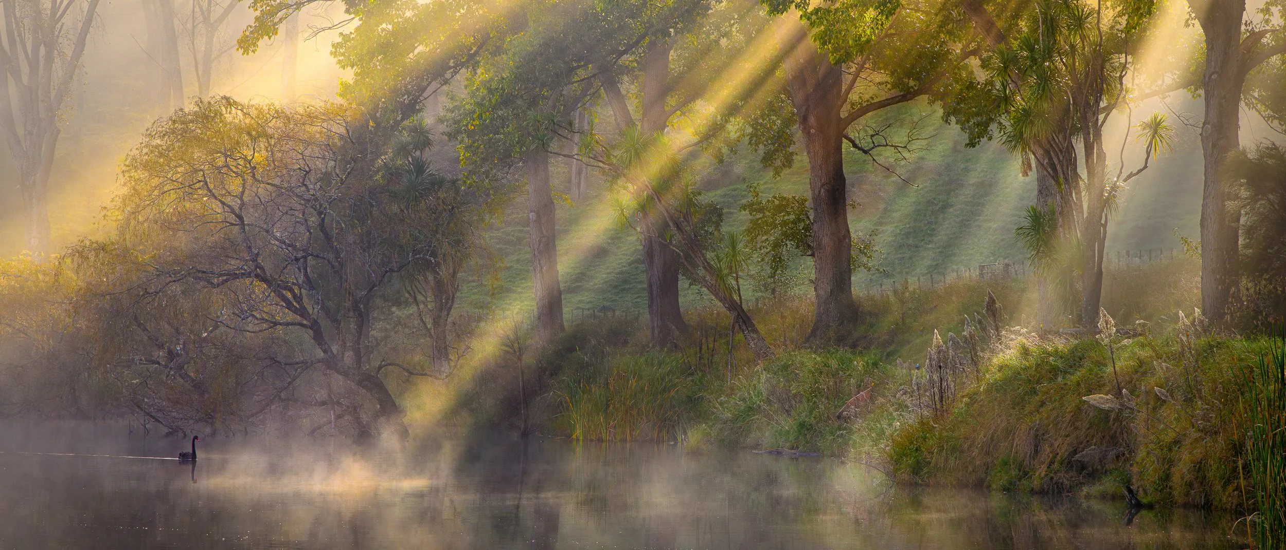 Golden sunbeams piercing autumn mist over Lake Tūtira with a black swan swimming near lakeside willow trees.