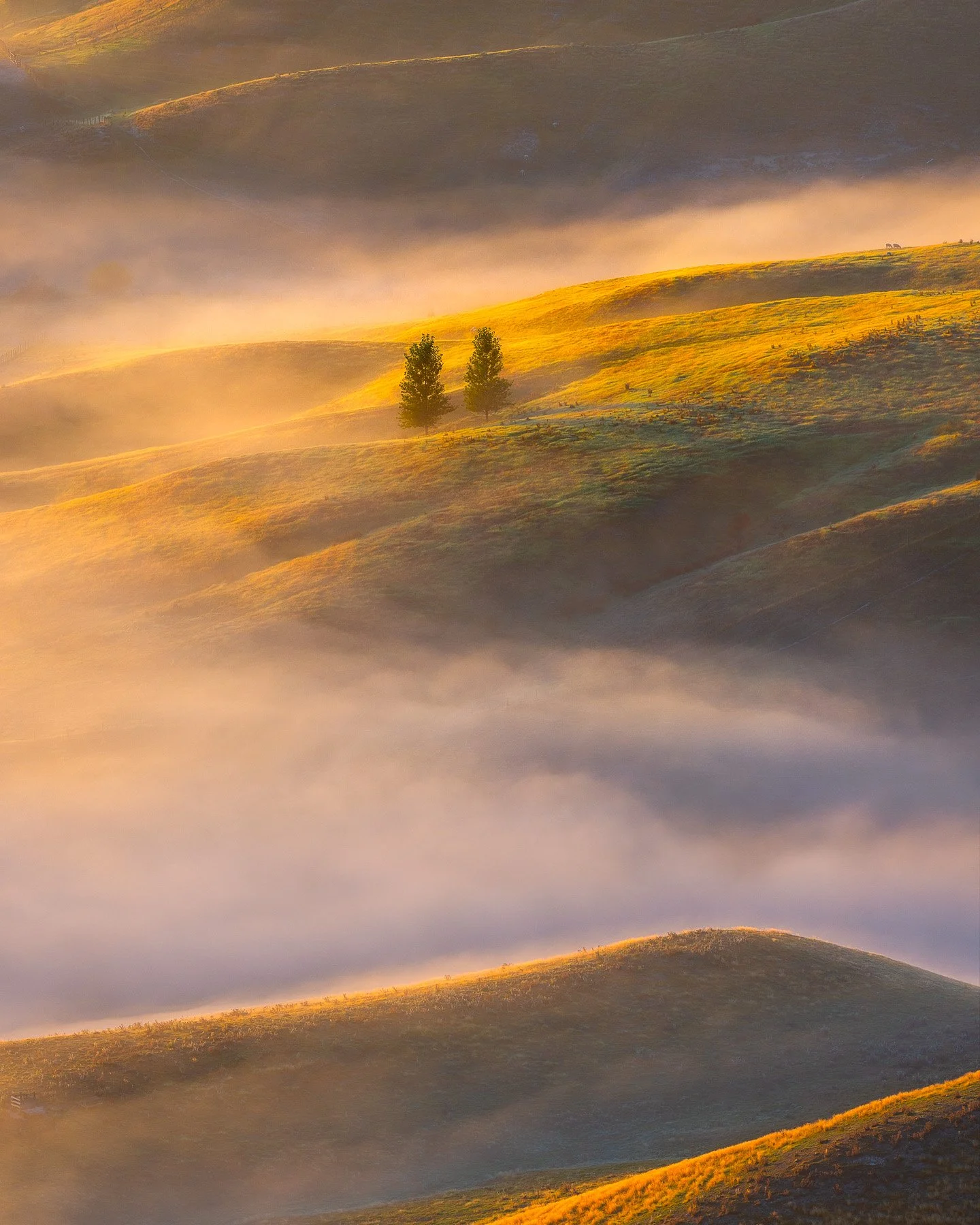 Rolling golden hills emerging from layered morning mist at sunrise, with two slender trees illuminated by warm early light against receding ridgelines in Hawke's Bay, New Zealand.