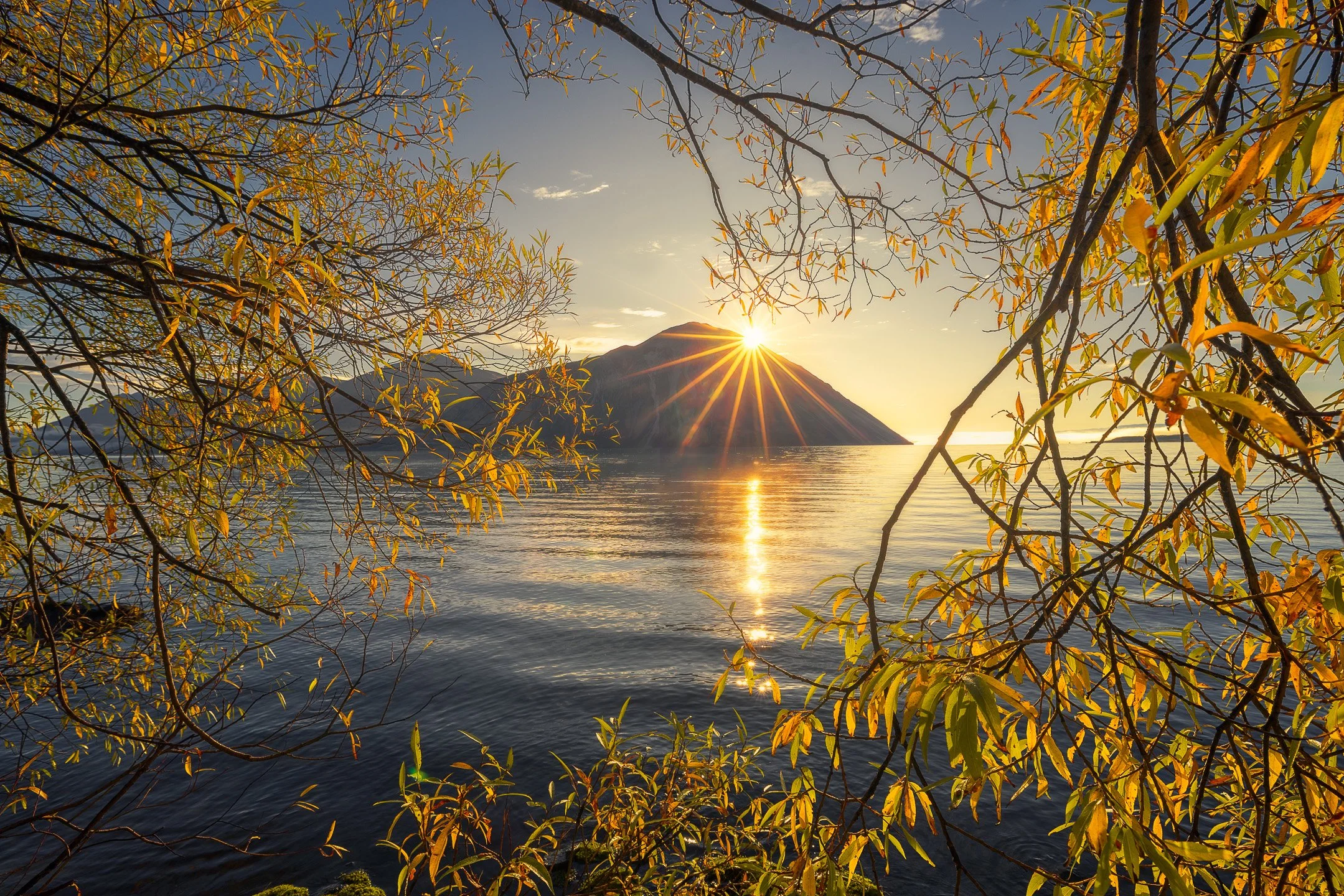 Ben Ohau framed by the autumn leaves of a willow tree growing on the shore of Lake Ōhau, the snow-covered peak visible through golden foliage, Canterbury, New Zealand.