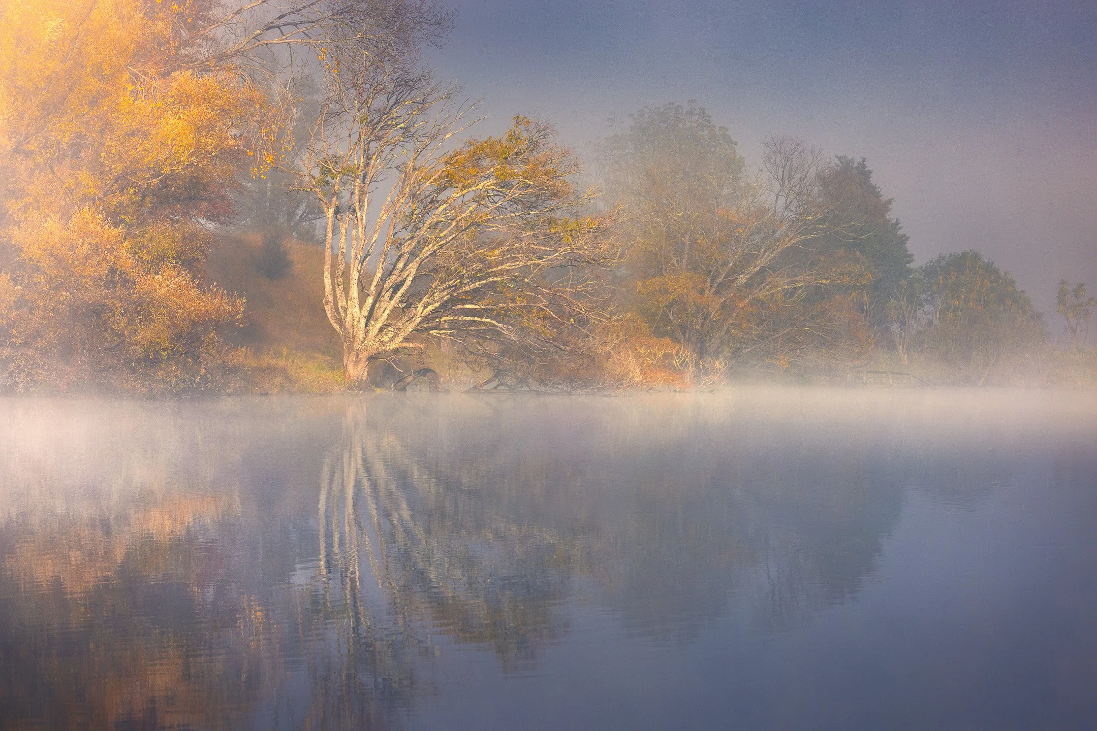 Soft golden morning light reaches the trees along the edge of a mist-covered Lake Tūtira, their illuminated branches and reflections caught in the brief window between fog and full day, Hawke's Bay, New Zealand.