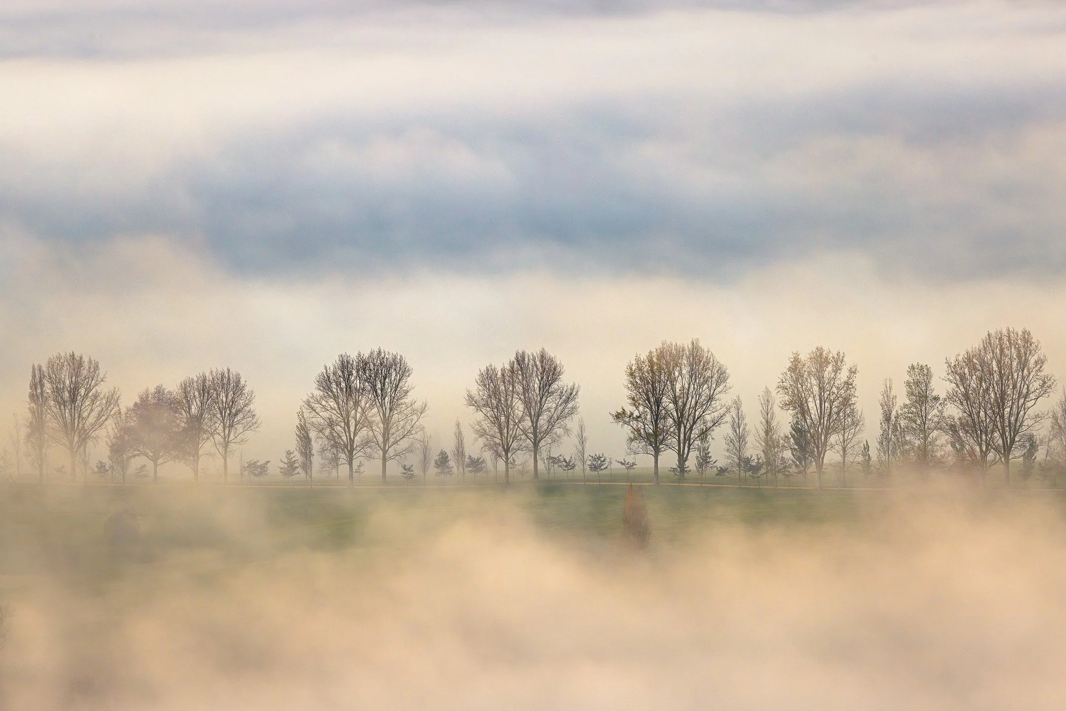 Line of bare trees standing in dense morning mist under a heavy fog layer. Minimalist nature landscape.
