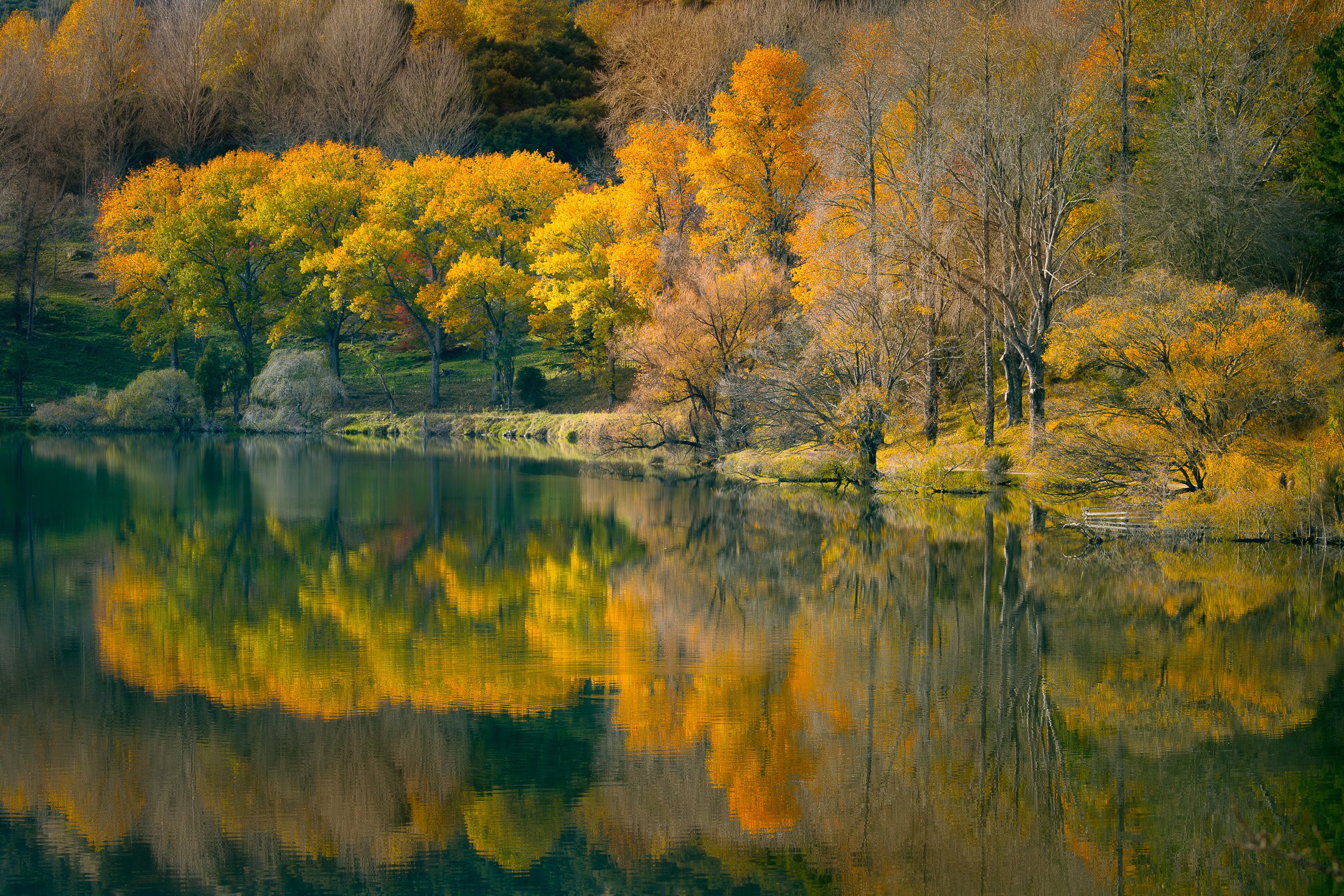 Remnants of autumn colour persist in the trees fringing Lake Tūtira on the first day of winter, their warm foliage and reflections doubled in the tranquil surface of the lake, Hawke's Bay, New Zealand.